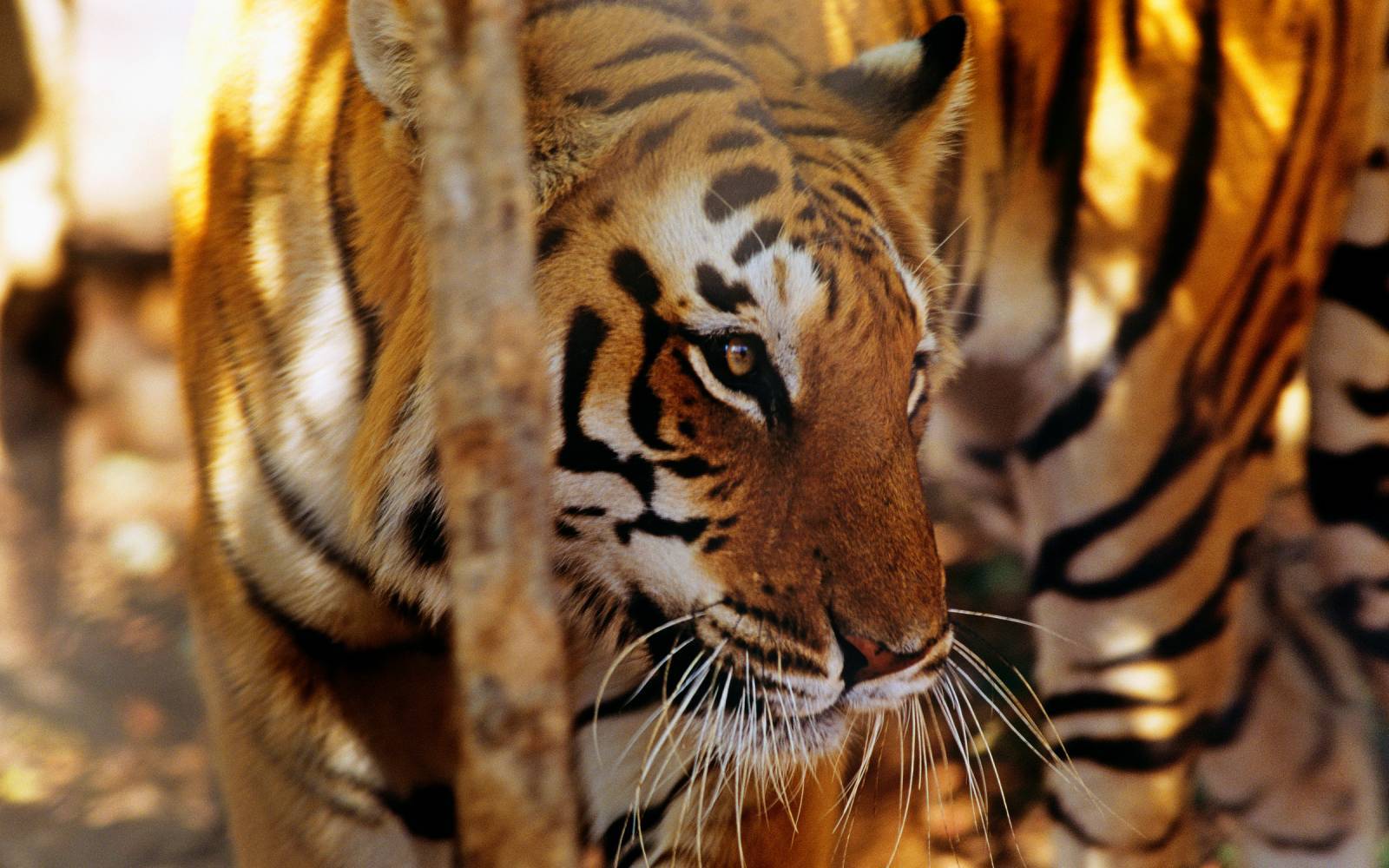 Gros plan d'un tigre indien