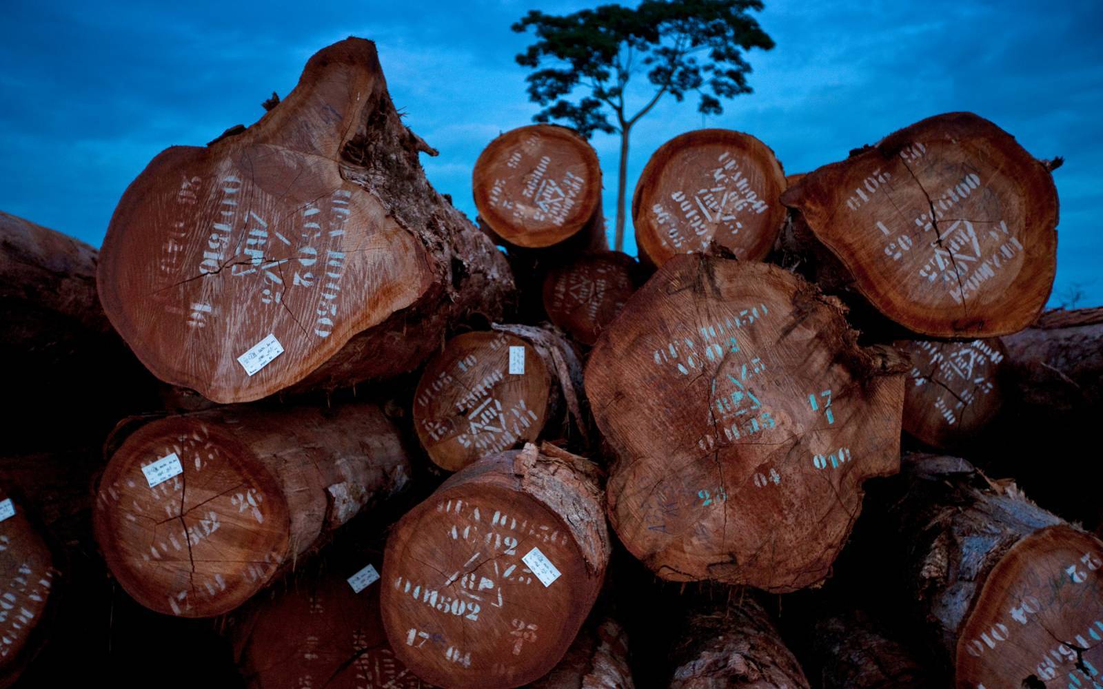 Holzwirtschaft in Kamerun