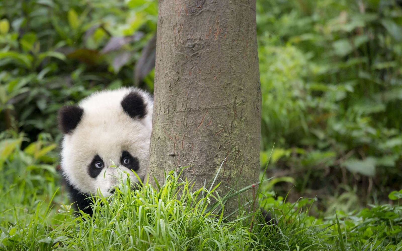 Panda géant regarde de derrière un arbre