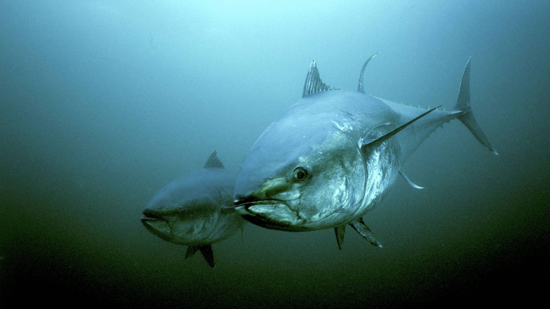 Thunfische – Geschmeidig, schnell und stark | WWF Schweiz