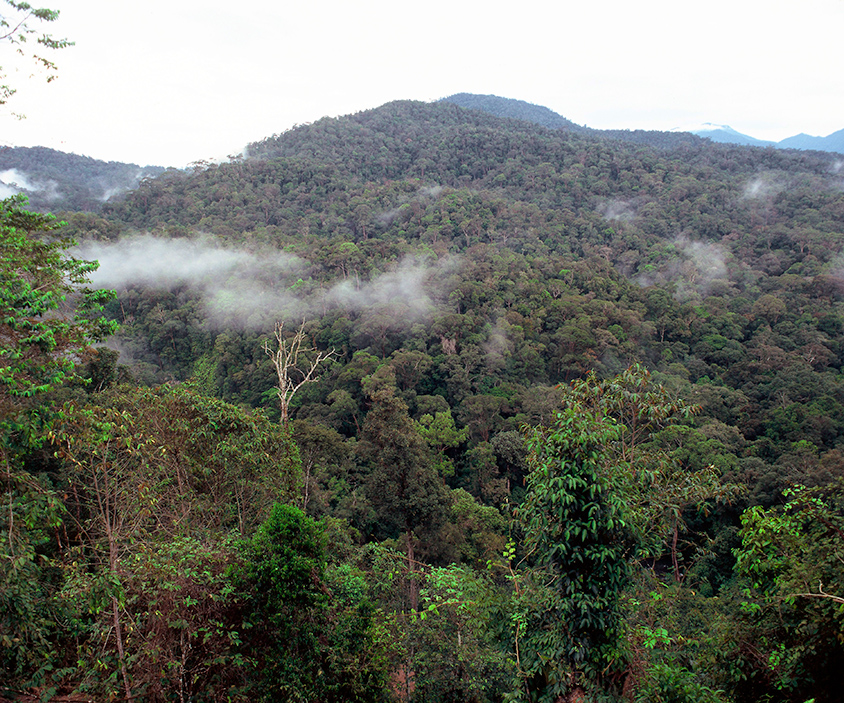Regenwald in Kalimantan, Indonesia