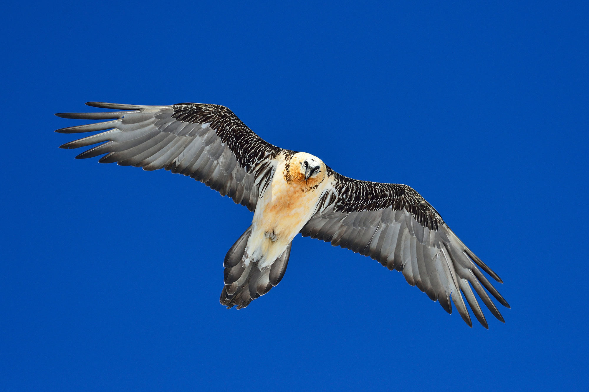 Bartgeier vor blauem Himmel
