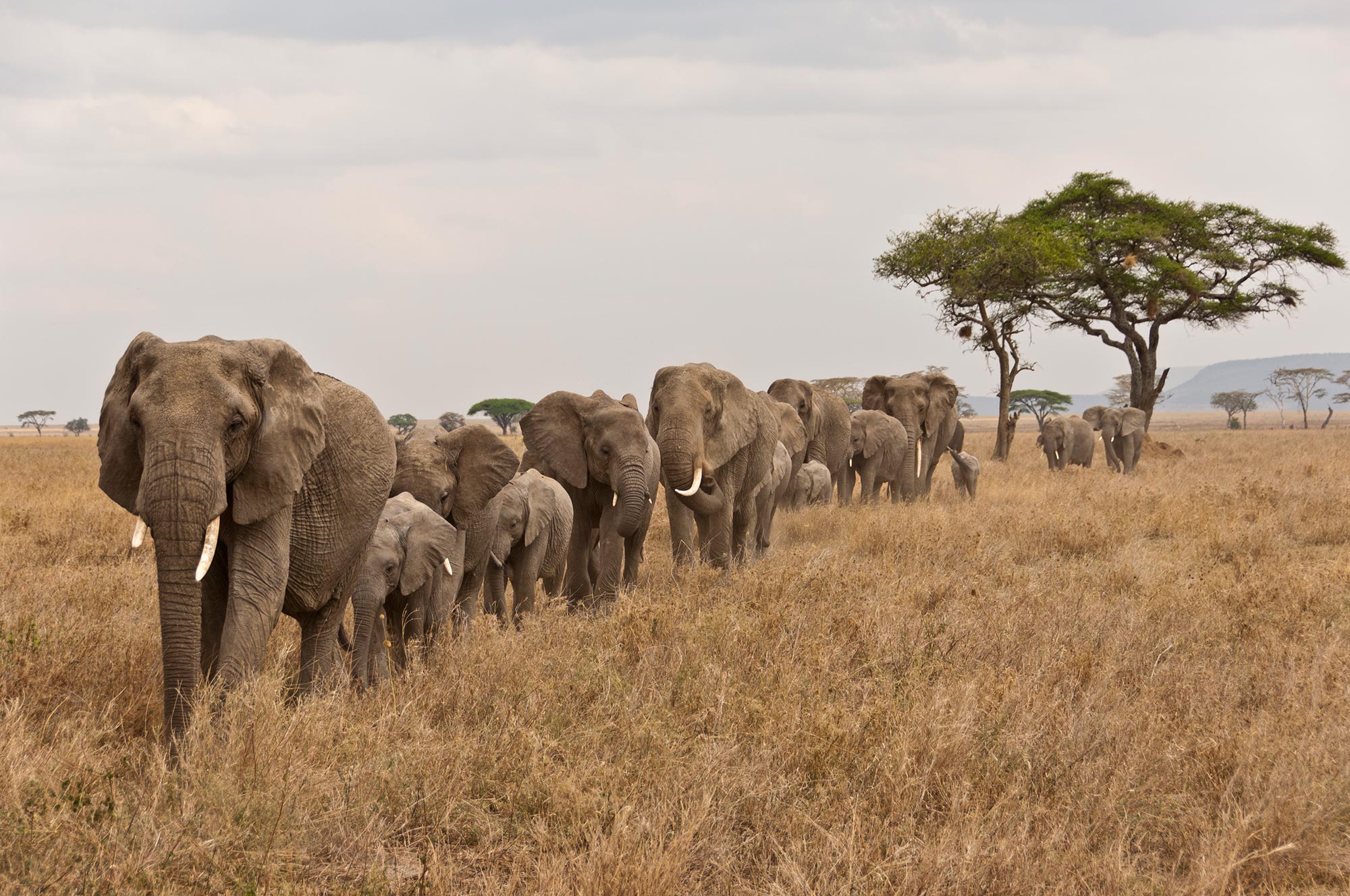 Mandria di elefanti africani nel parco nazionale del Serengeti in Tanzania