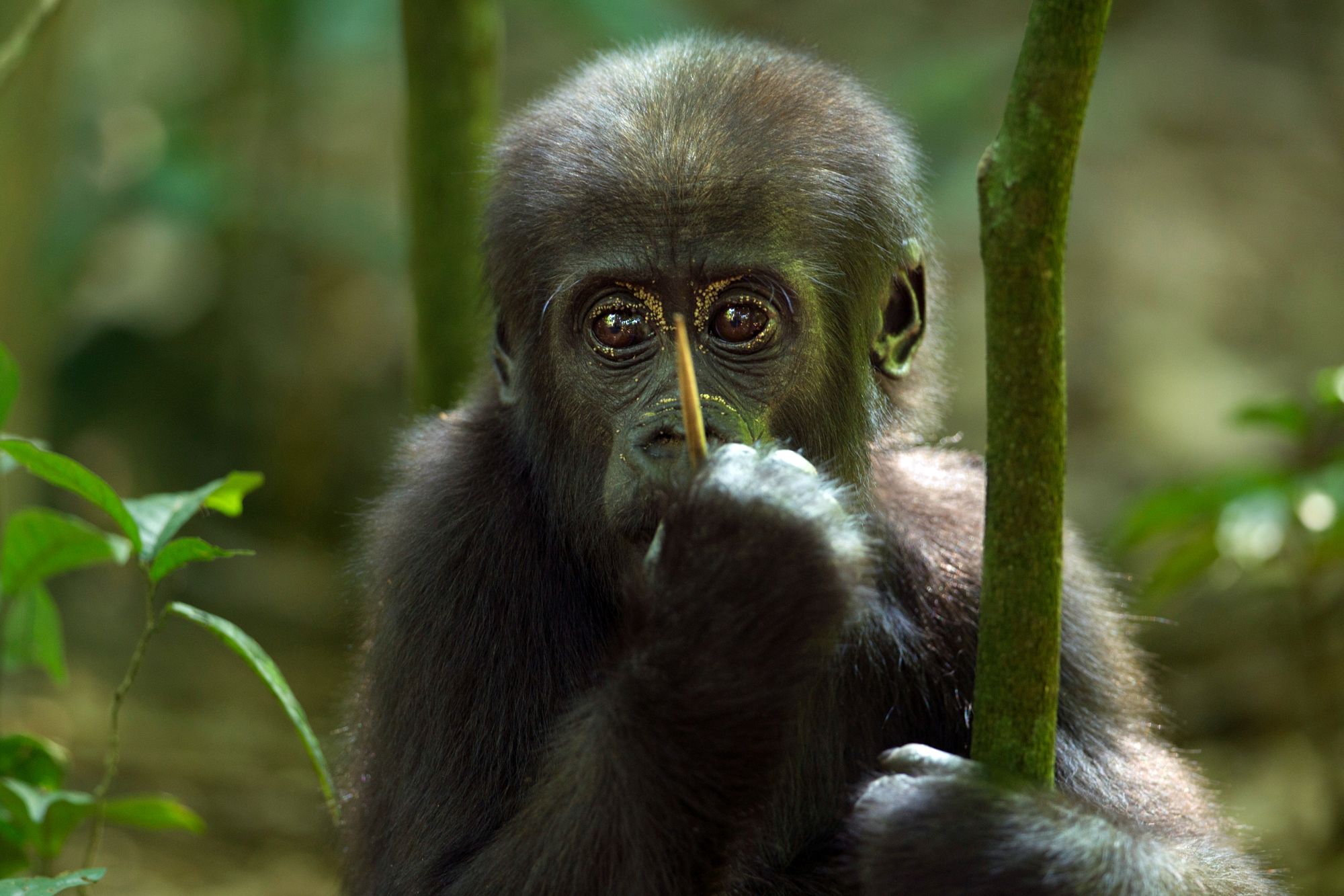 baby Gorilla
