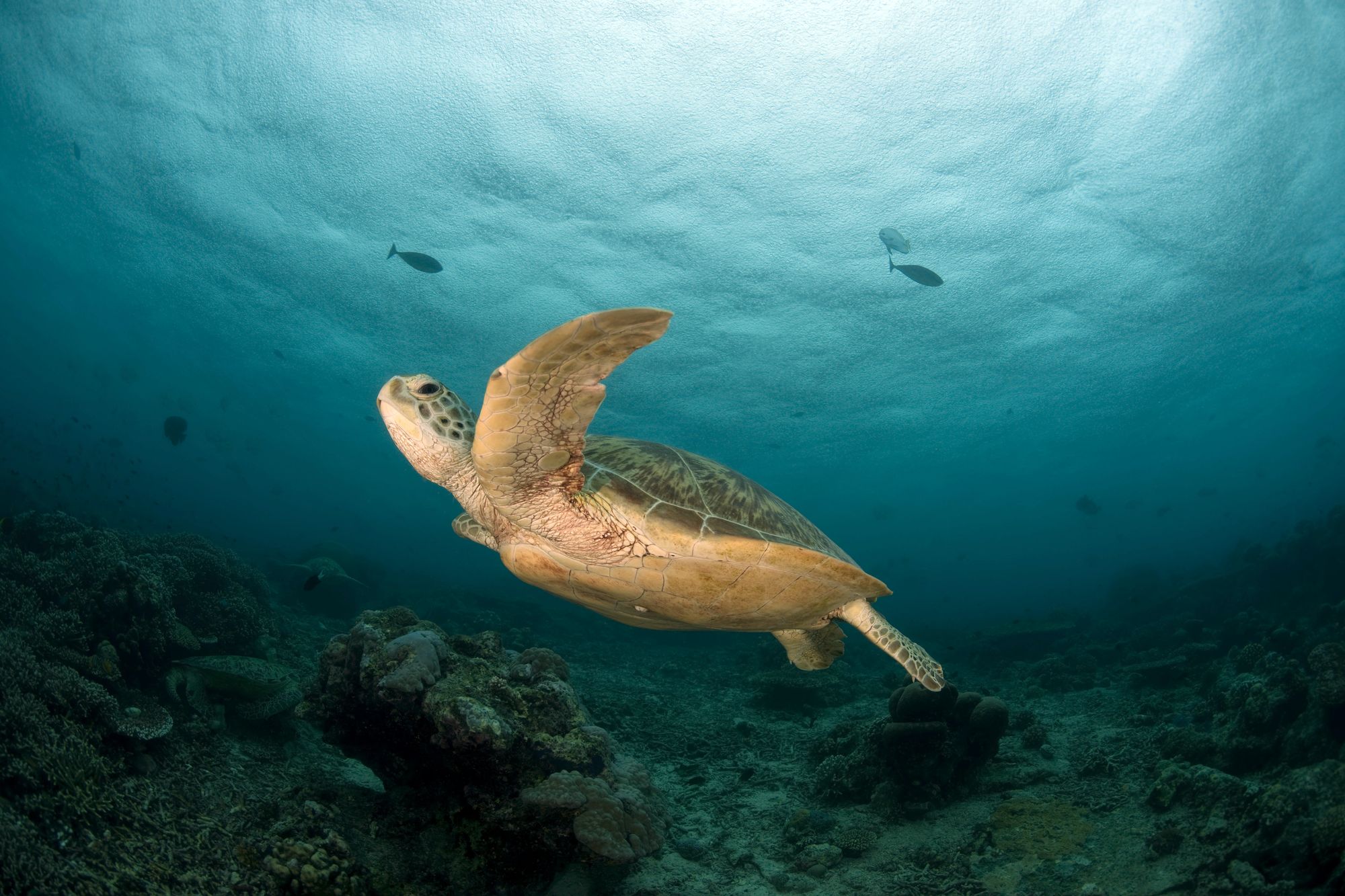 Nuoto della tartaruga di mare verde
