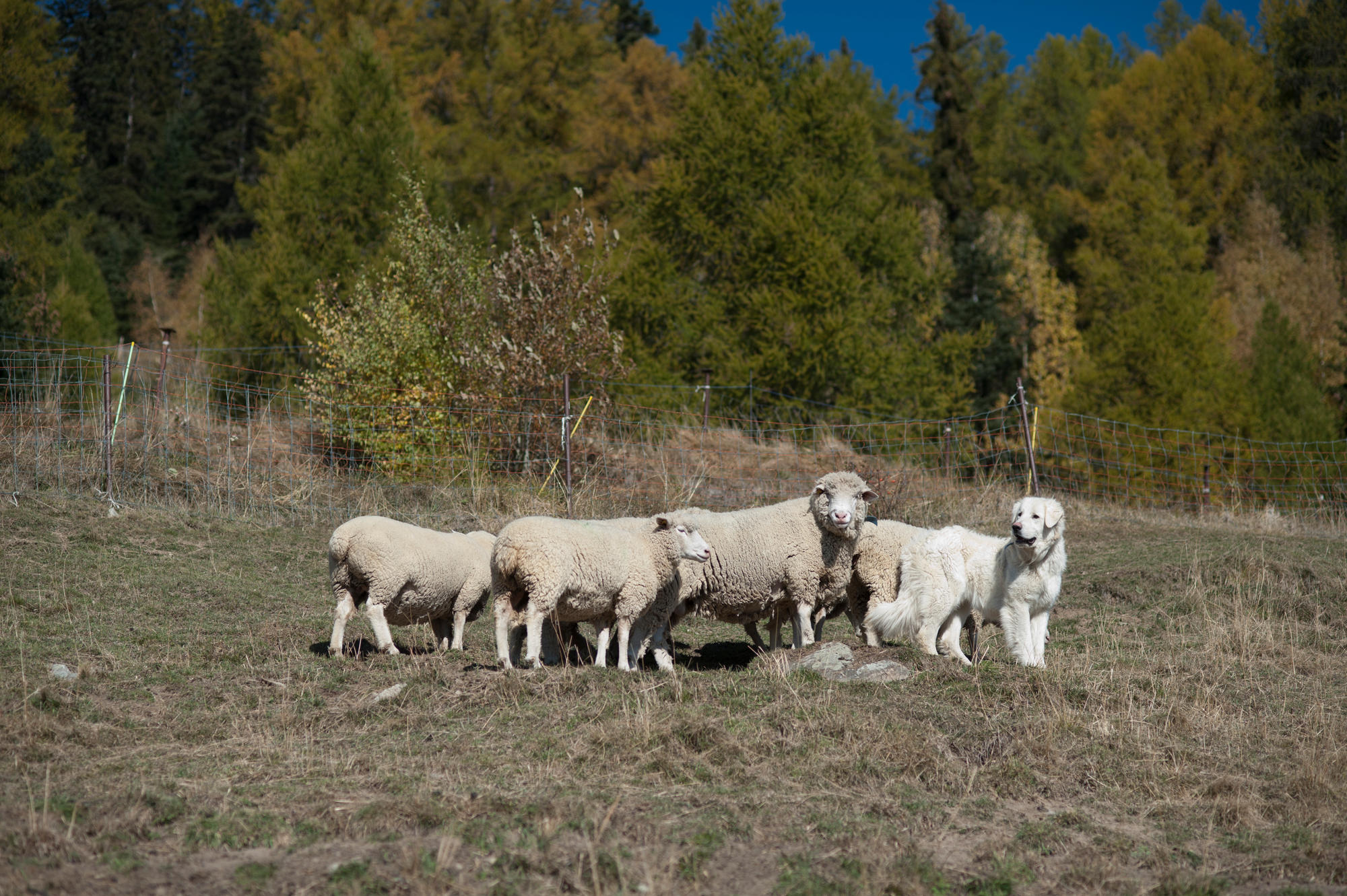 chien de garde avec des moutons