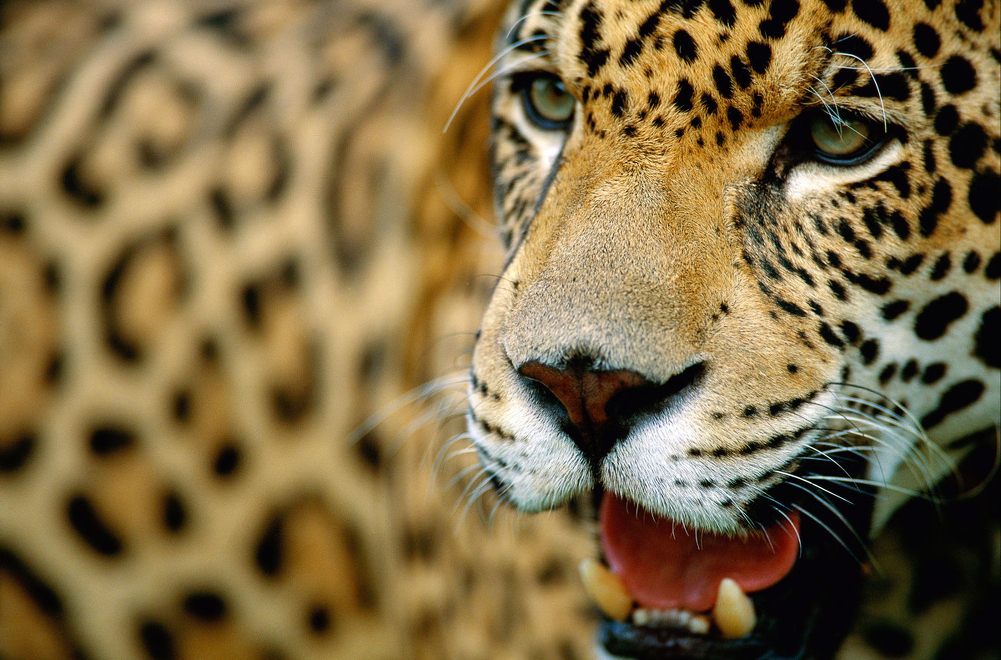 Jaguar Panthera onca
