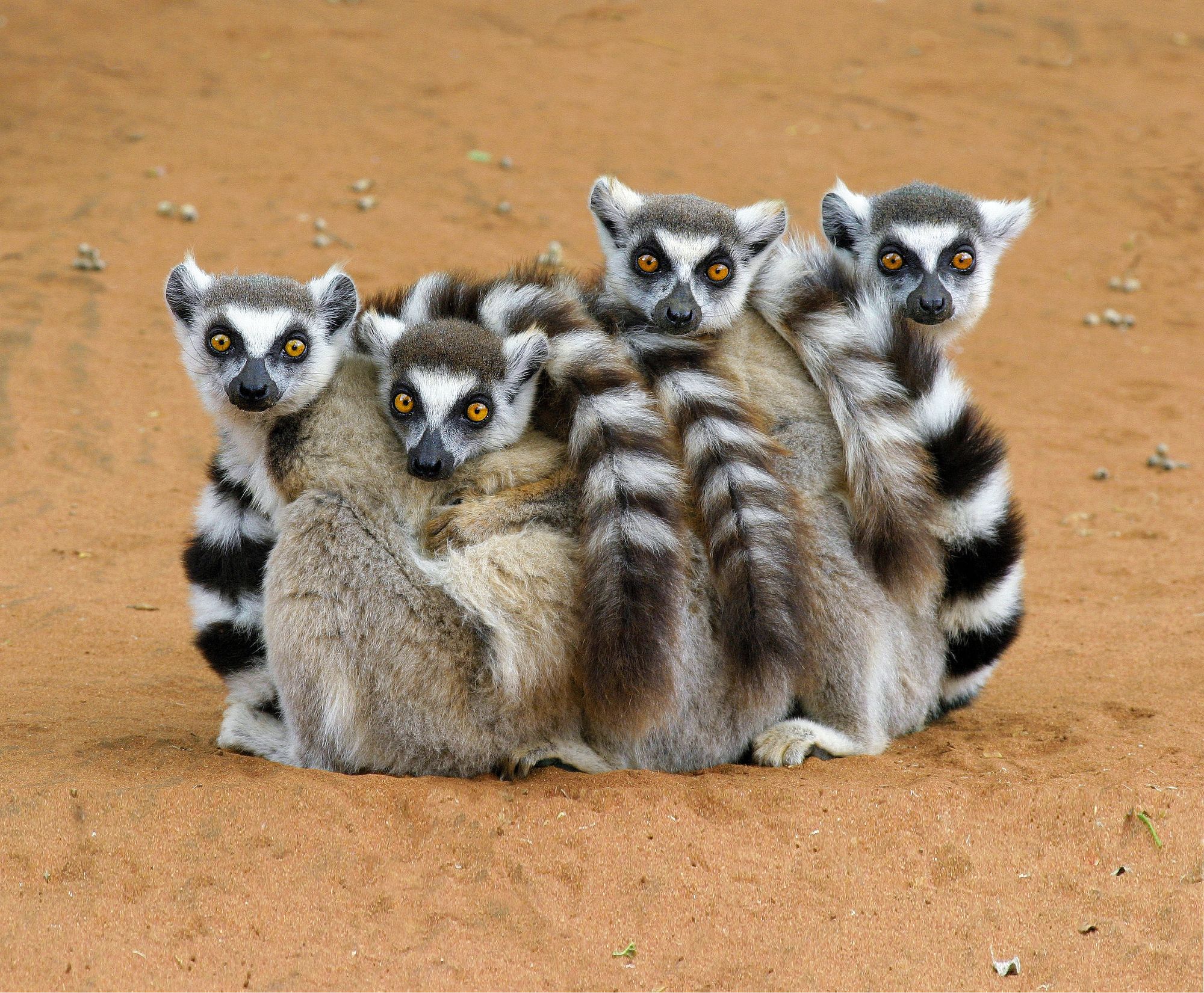 Katta lemuri seduti insieme