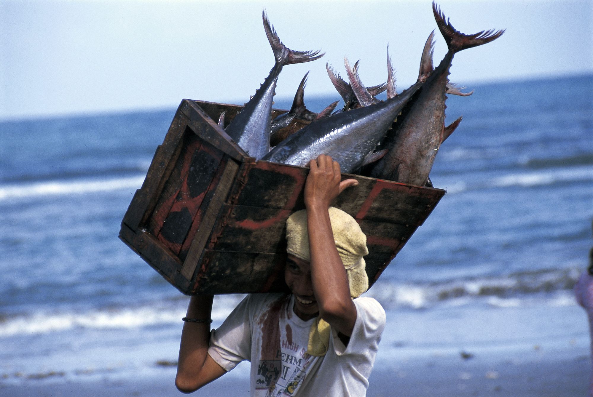 Fischer trägt gefangenen Thunfisch an Land.