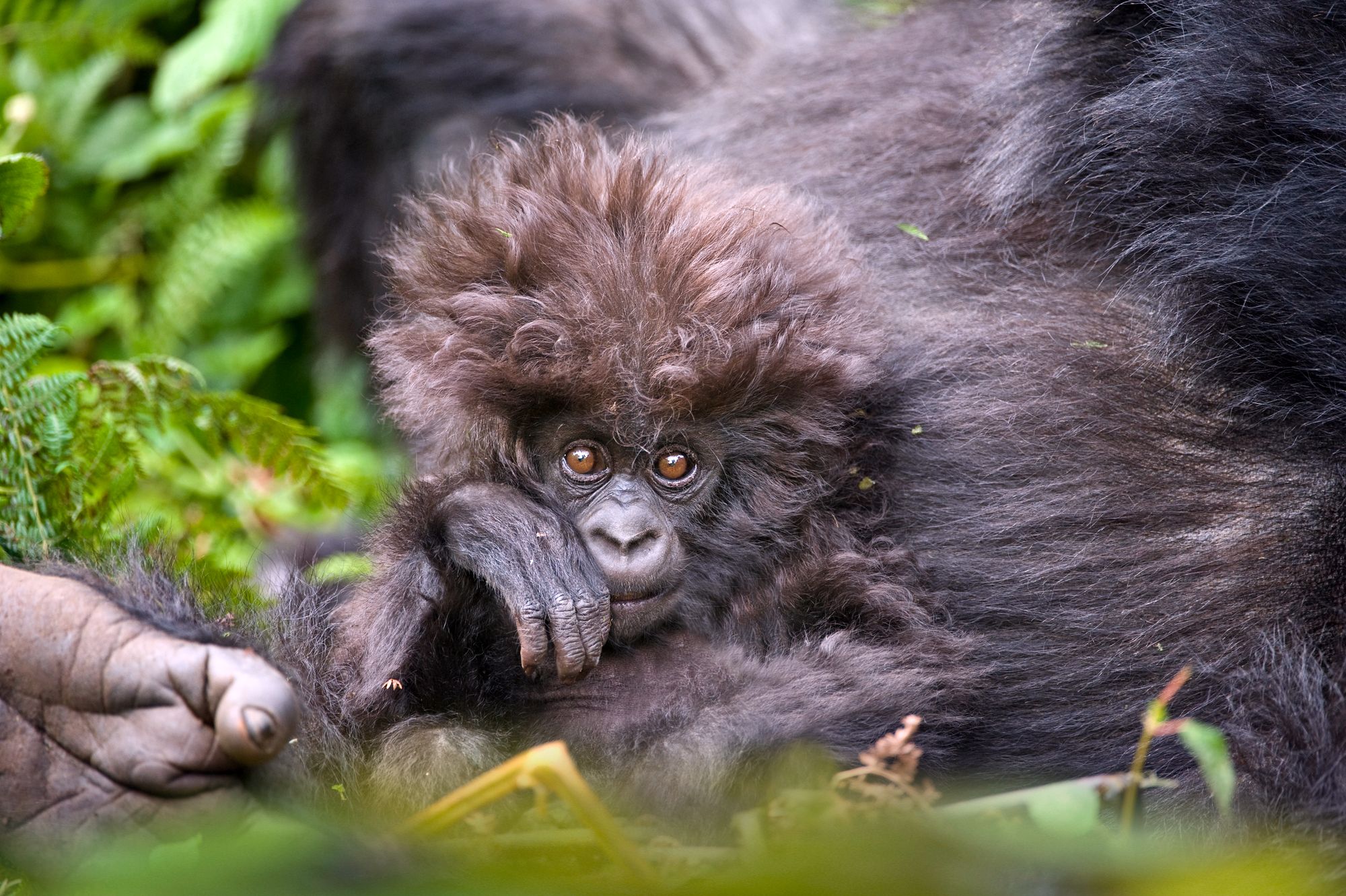 Junger Berggorilla in Ruanda