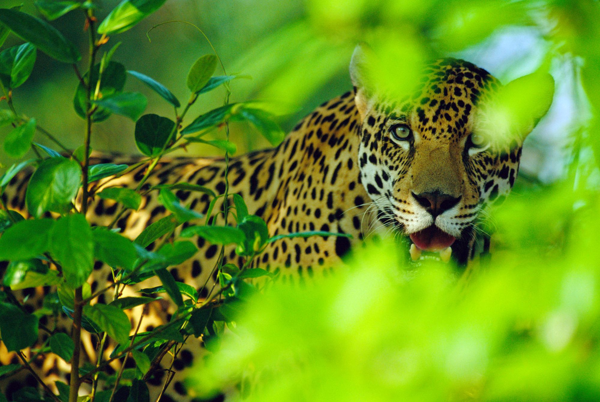 Jaguar nella giungla