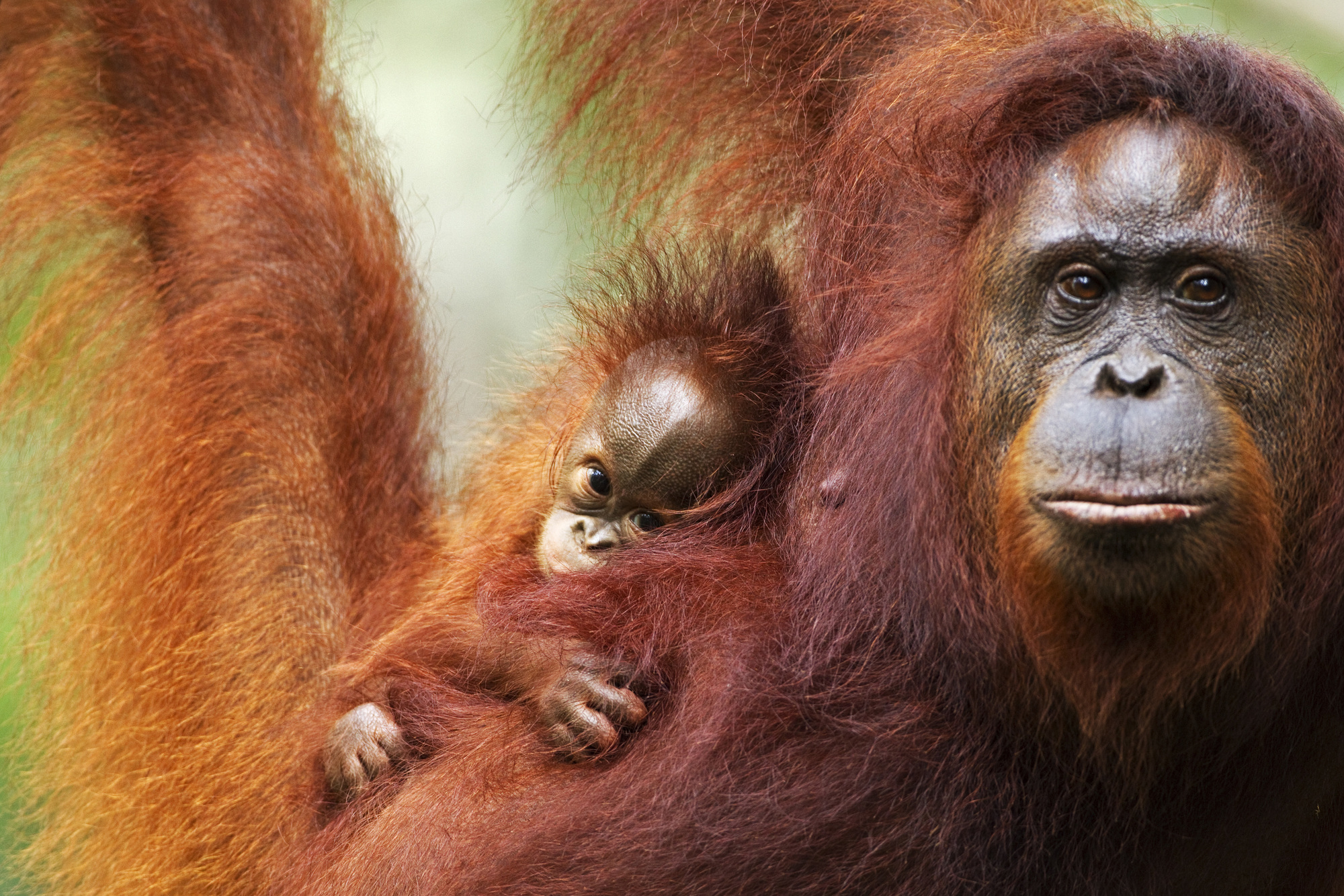 Orangutan avec bébé