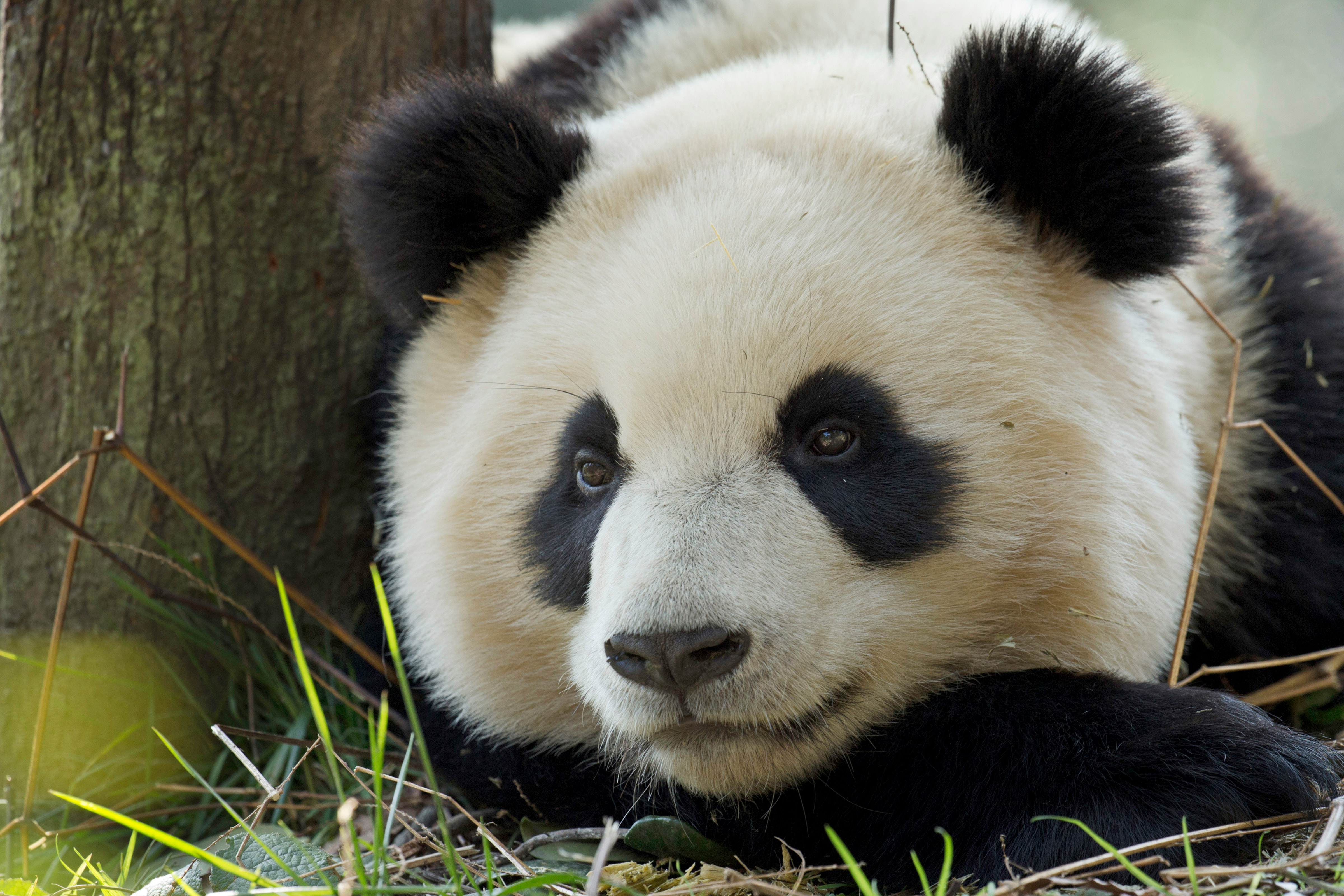 Panda géant (Ailuropoda melanoleuca) reposant dans Bifengxia, Chine