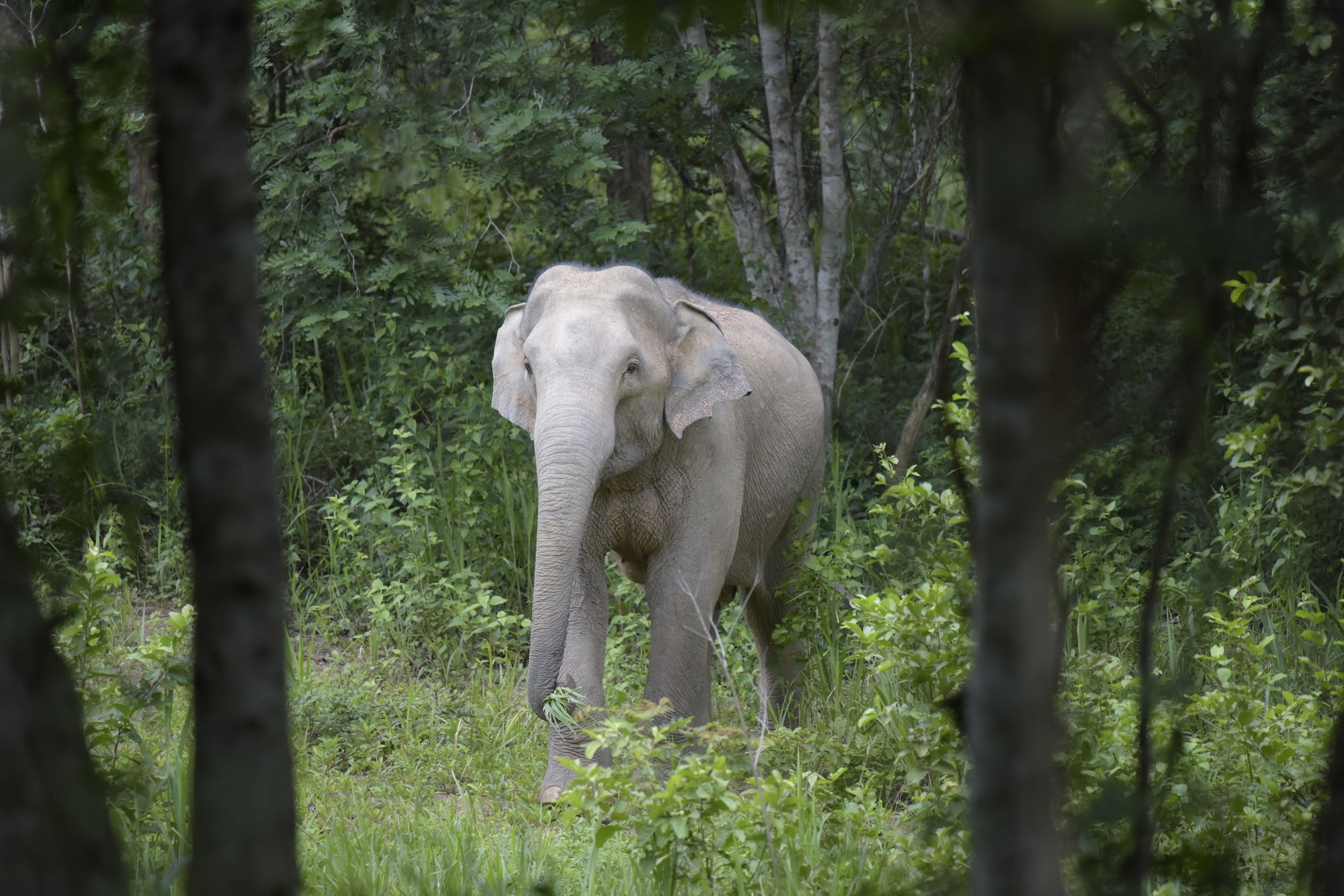 Asiatischer Elefant in Kui Buri National Park in Thailand
