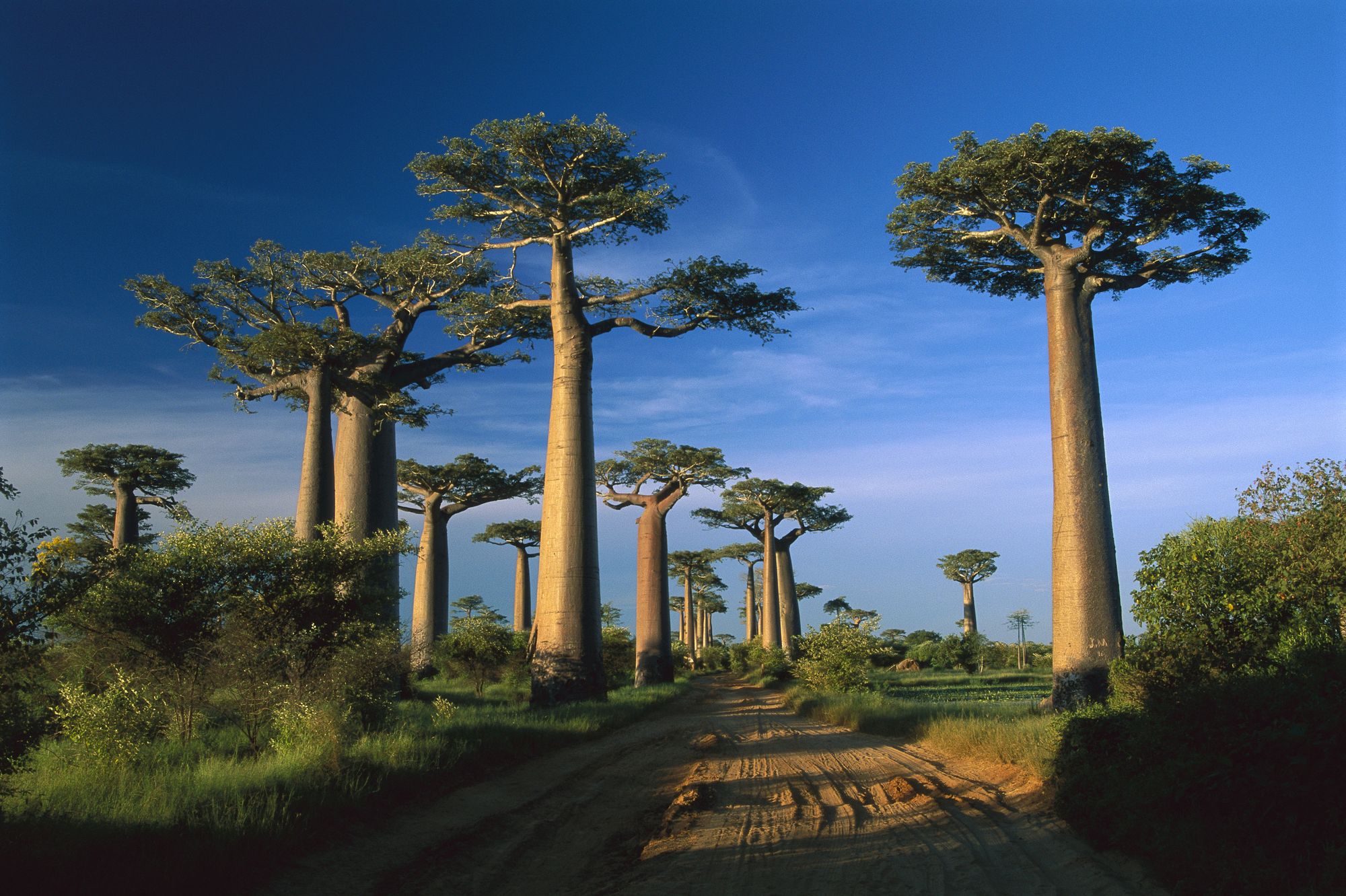alberi di baobab in Madagascar