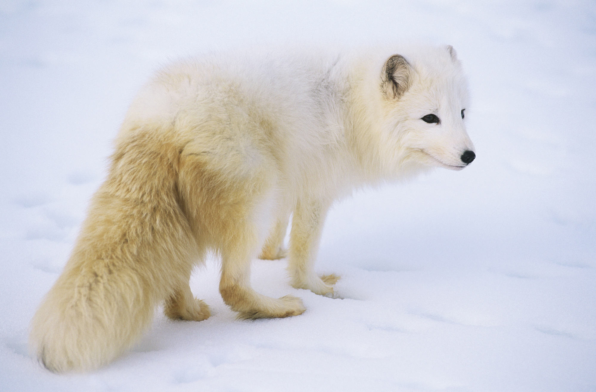 Volpe artica nella neve