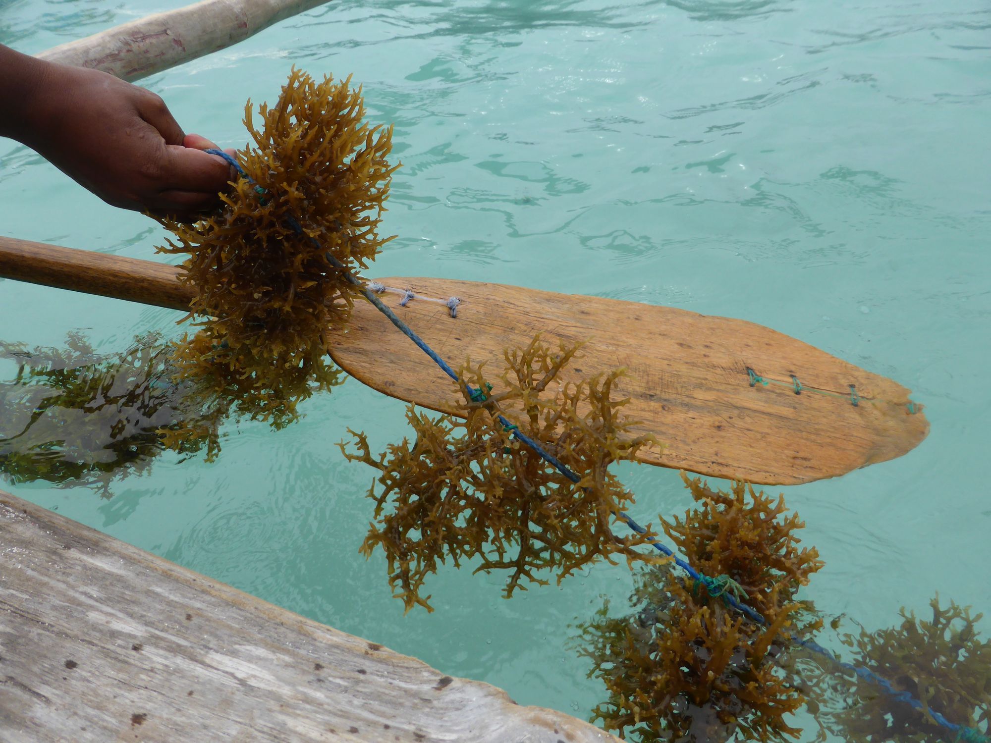 Azienda agricola in Madagascar