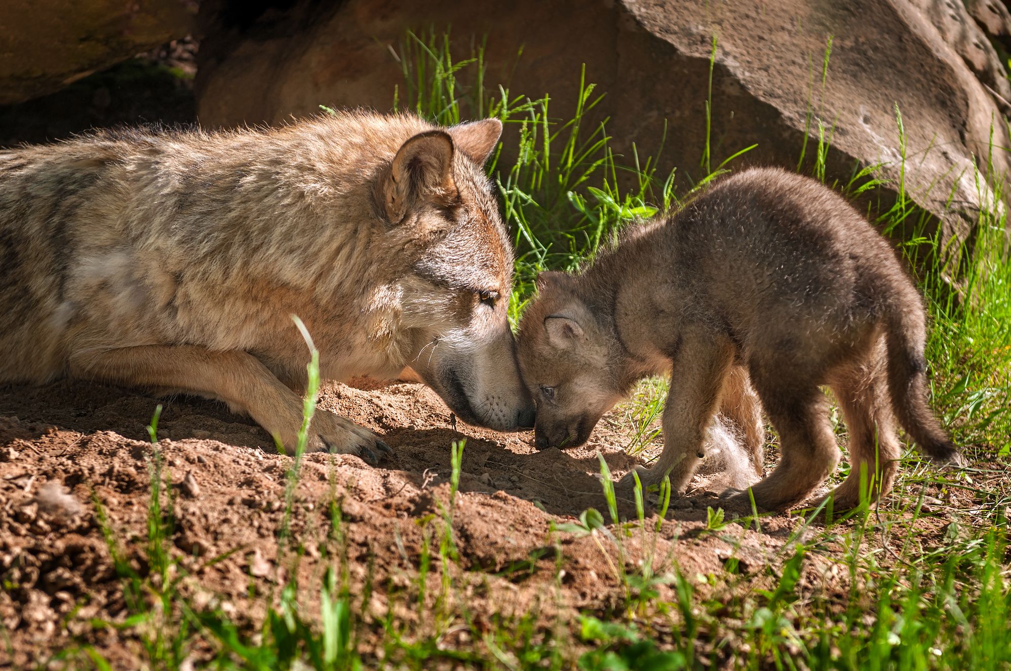 mère loup cub devant den
