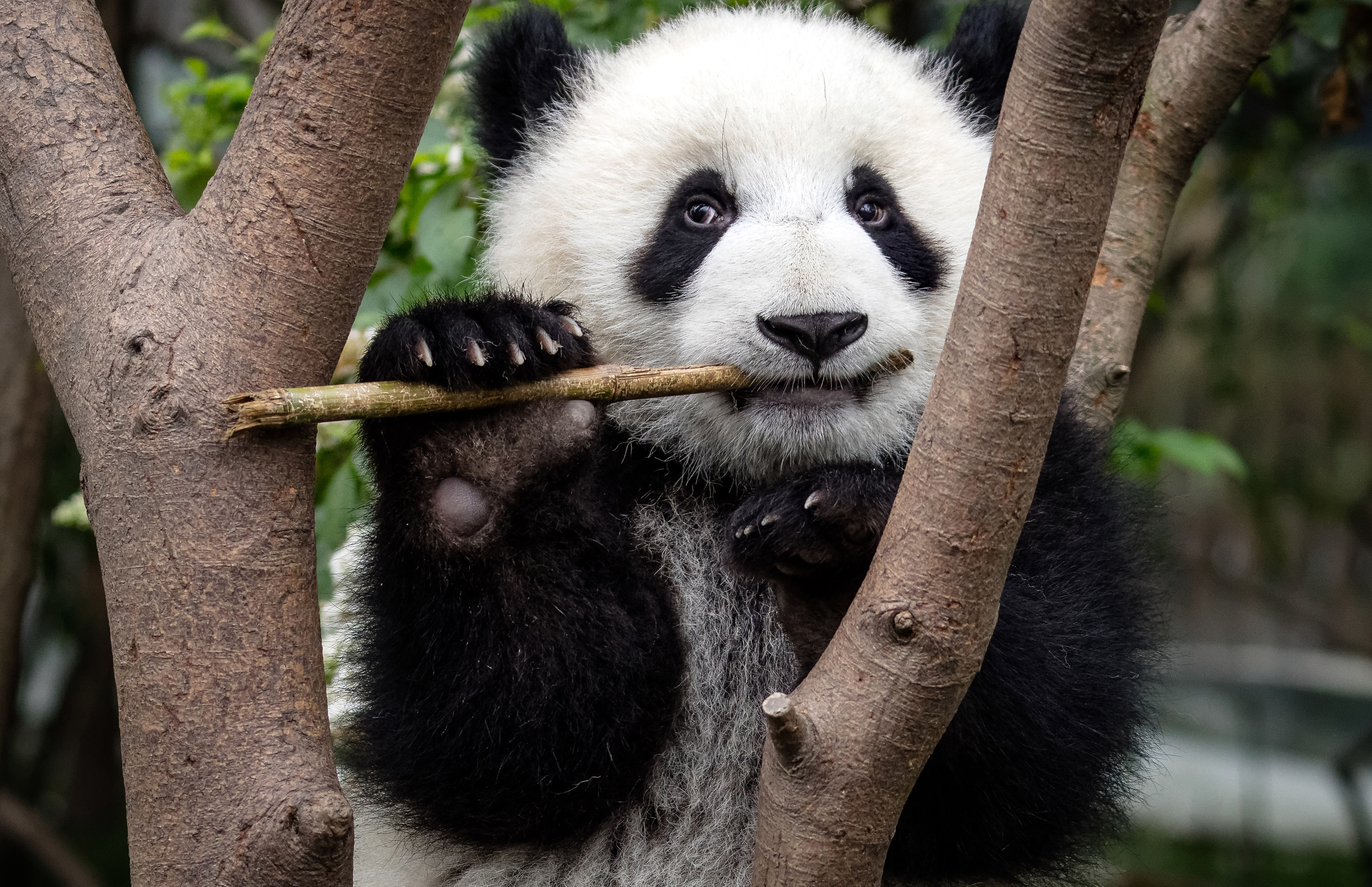 Panda gigante (Ailuropoda melanoleuca), mangiare presso il Chengdu Research Base di Giant Panda Breeding a Chengdu, Cina