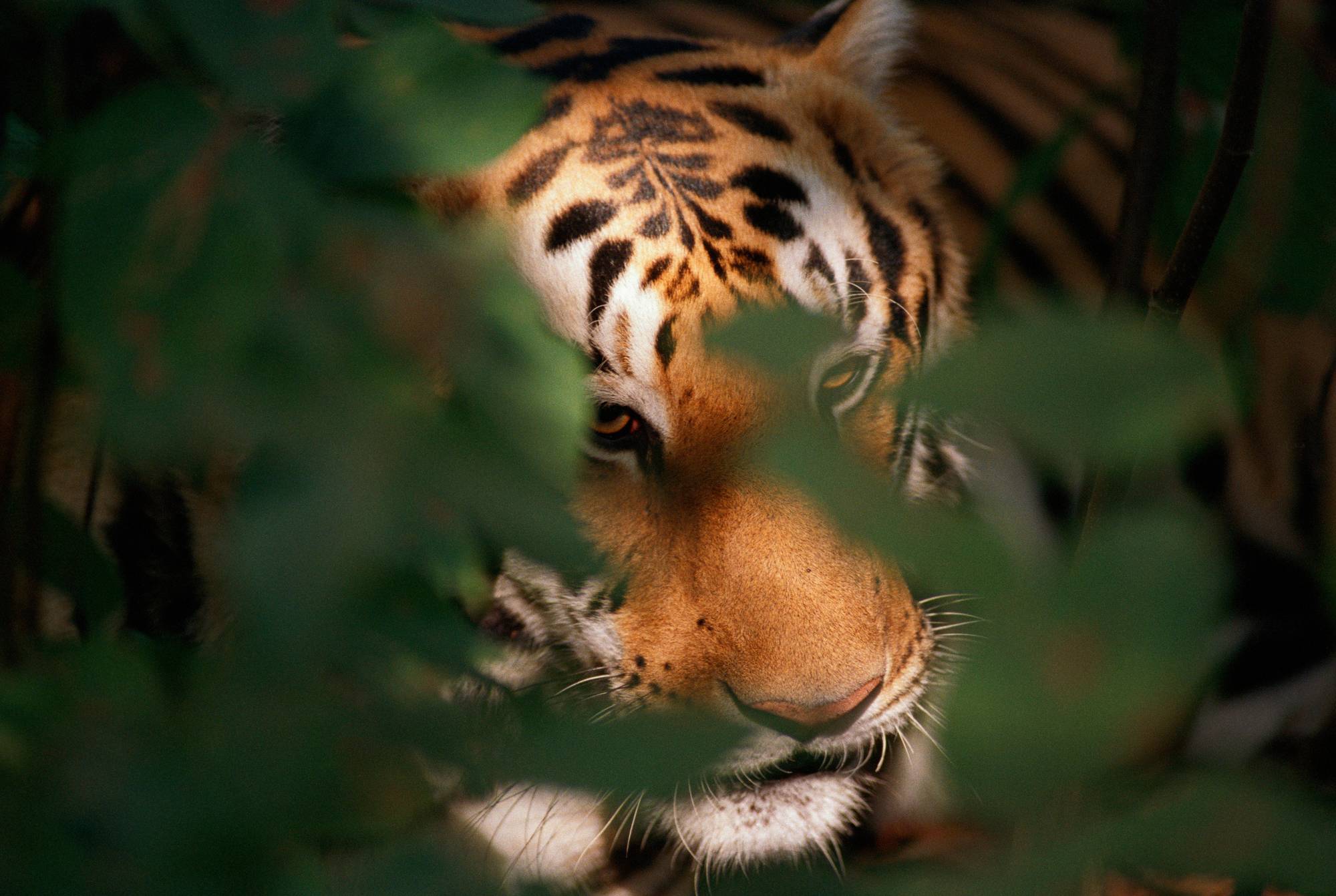 Tiger Kanha National Park, Inde