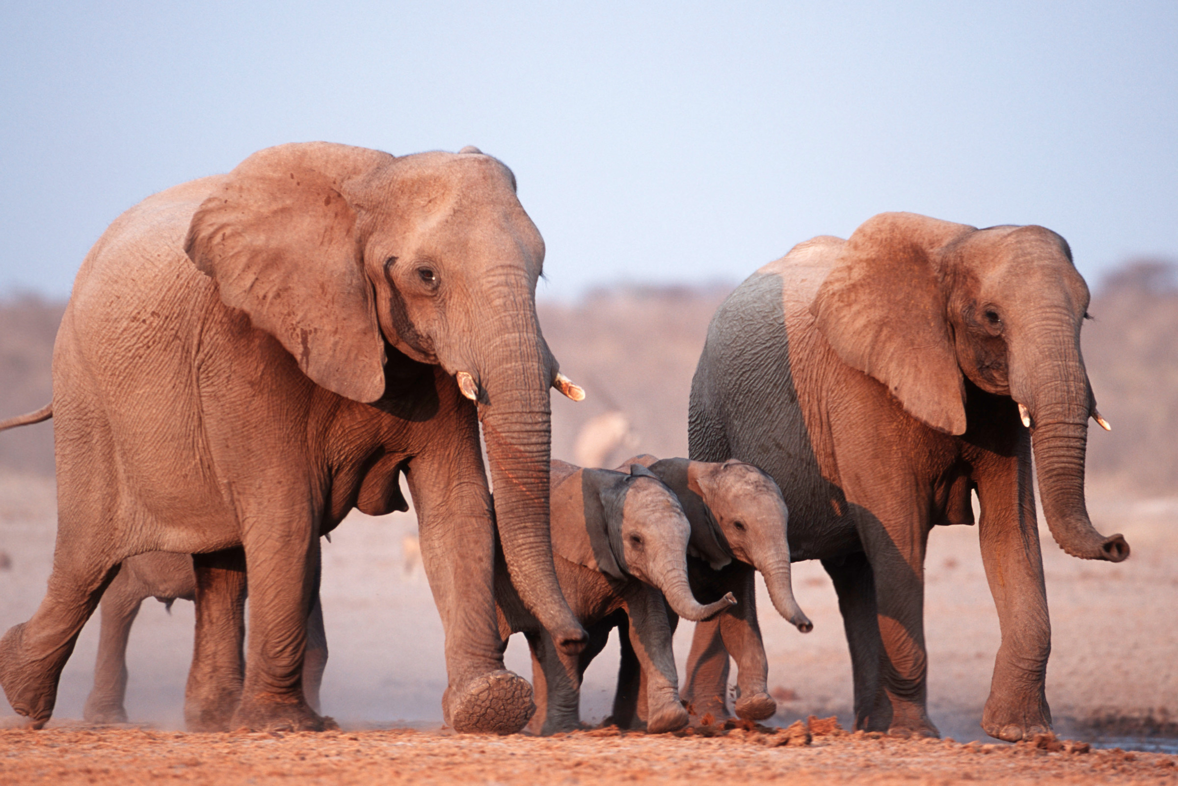 Afrikanische Elefantenweibchen mit Jungen (Loxodonta africana). Etosha Nationalpark, Kenia.