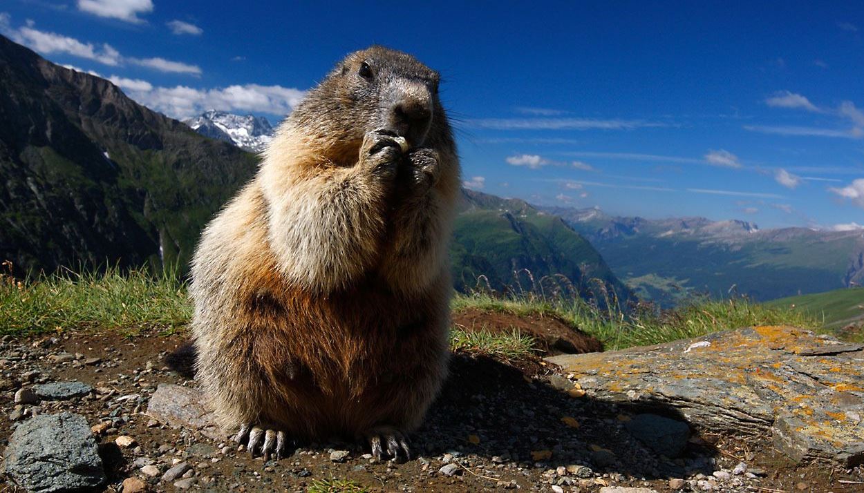 Marmot dans le parc national du Hohe Tauern, Autriche