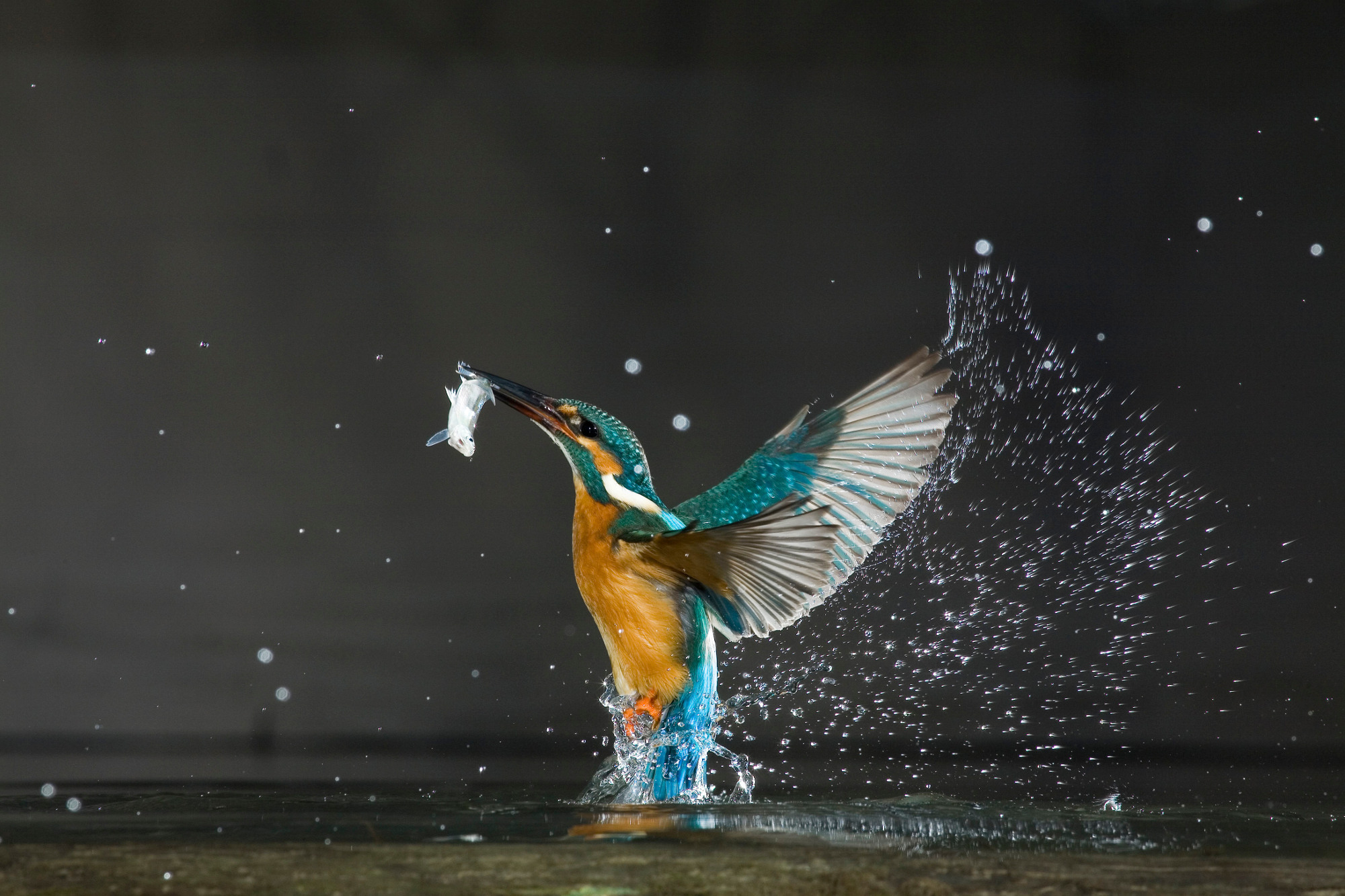Kingfisher dans la chasse