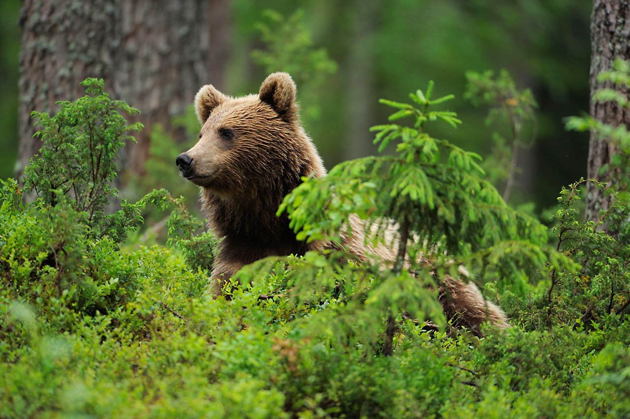 L'orso bruno (Ursus arctos) nella foresta, Soumussalmi, Finlandia, luglio 2008