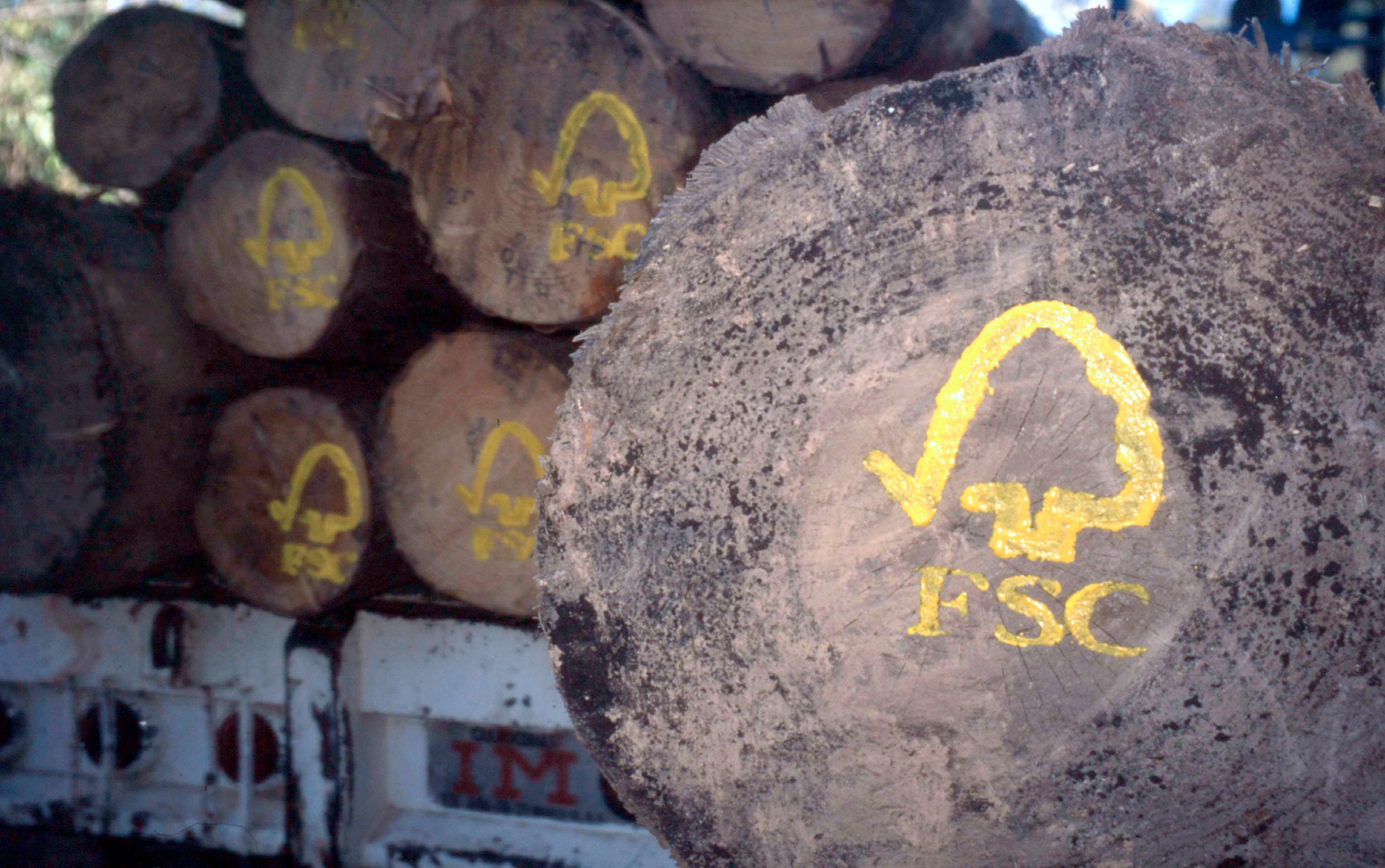 logo FSC sur un tronc d'arbre durable abattu à Oaxaca, au Mexique.