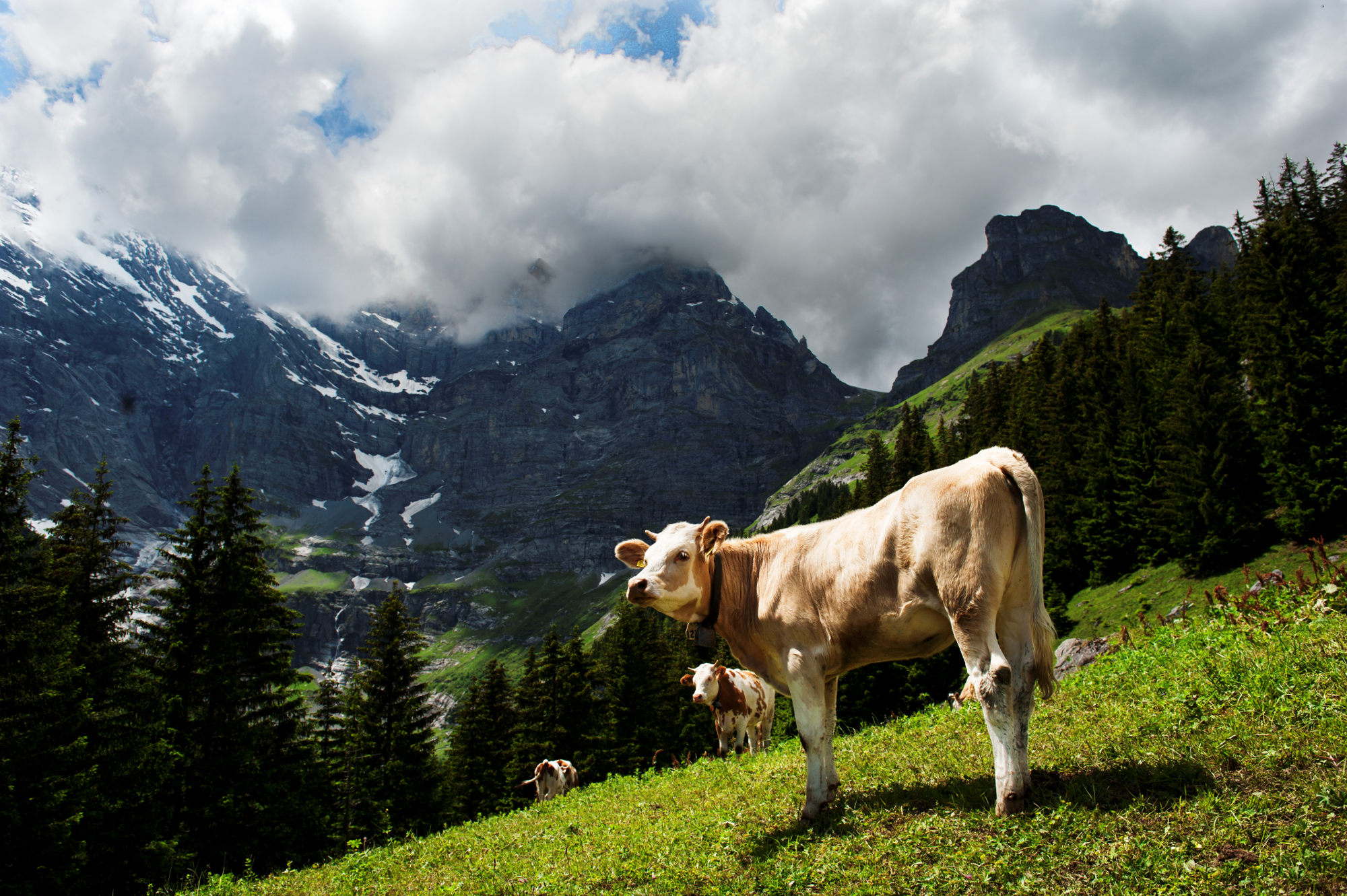 Kuh auf der Alp Firten in Bern, Schweiz