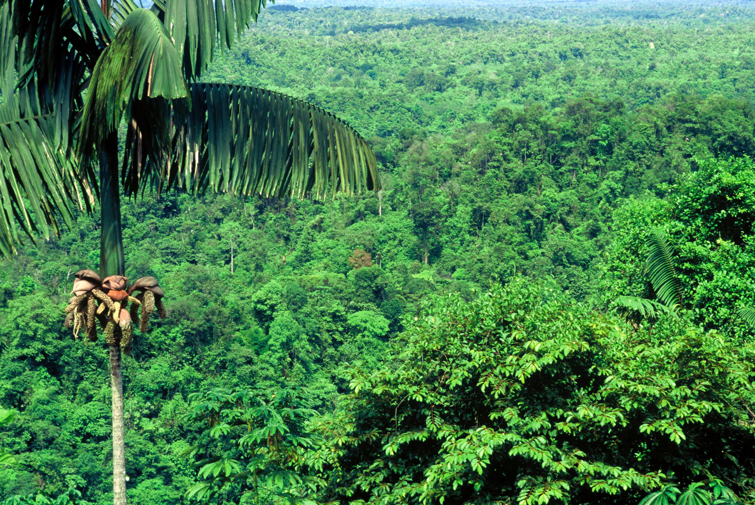 Forêt tropicale avec palmier à Buenaventura, Colombie