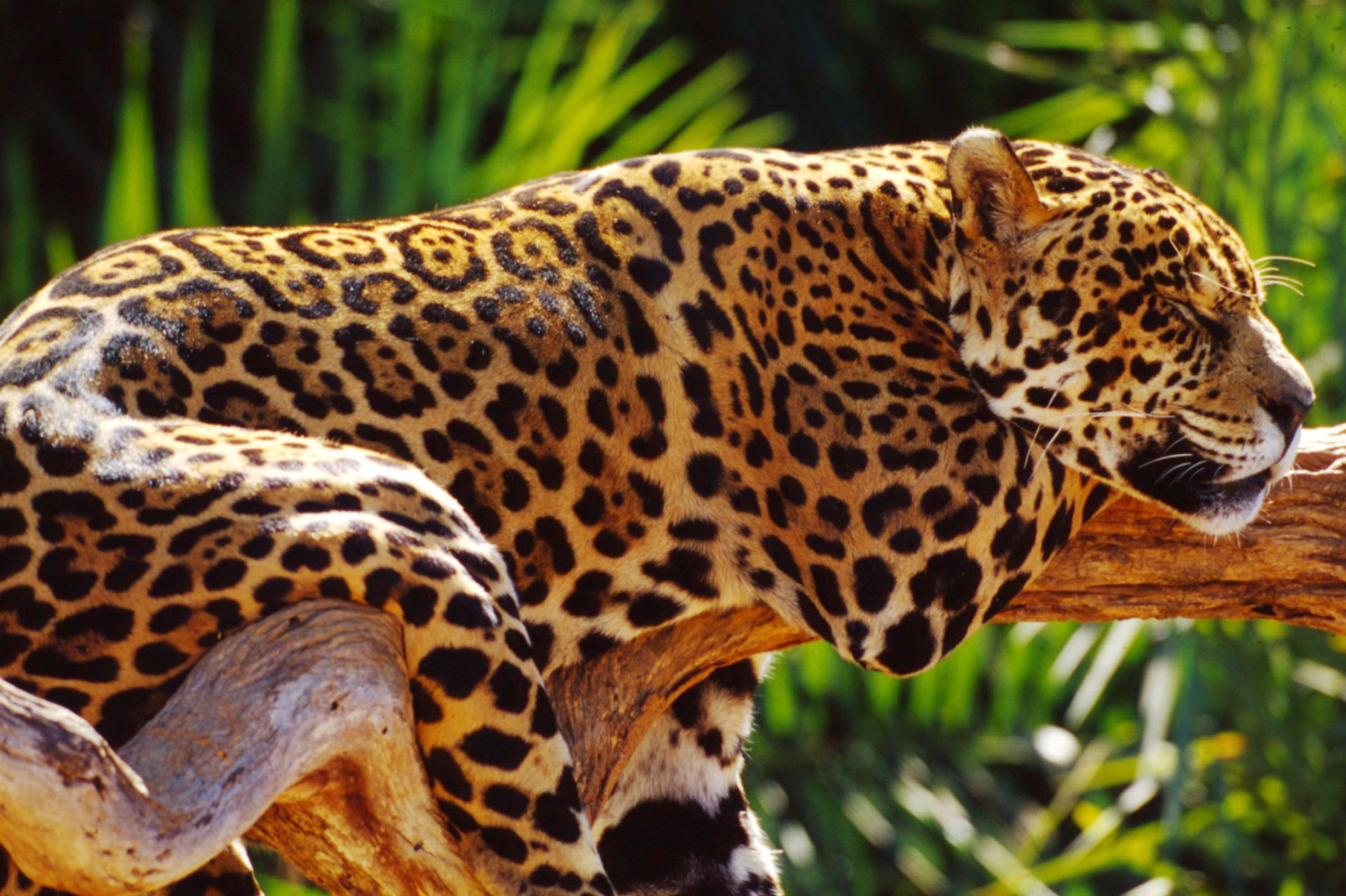 Jaguar schläft auf Baum, Brasilien