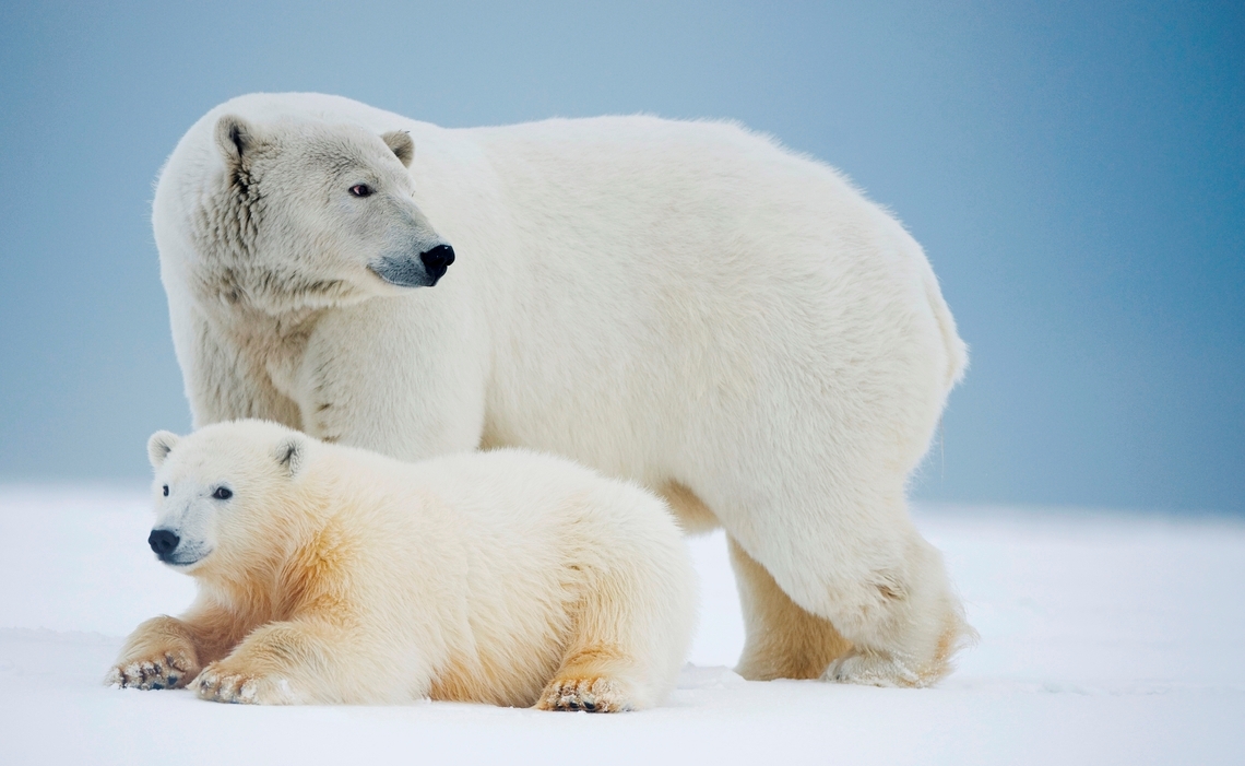 Mère ours polaire avec une jambe cassée et ses petits sur la banquise, le parc national de l'Arctique, en Alaska, BUSA.