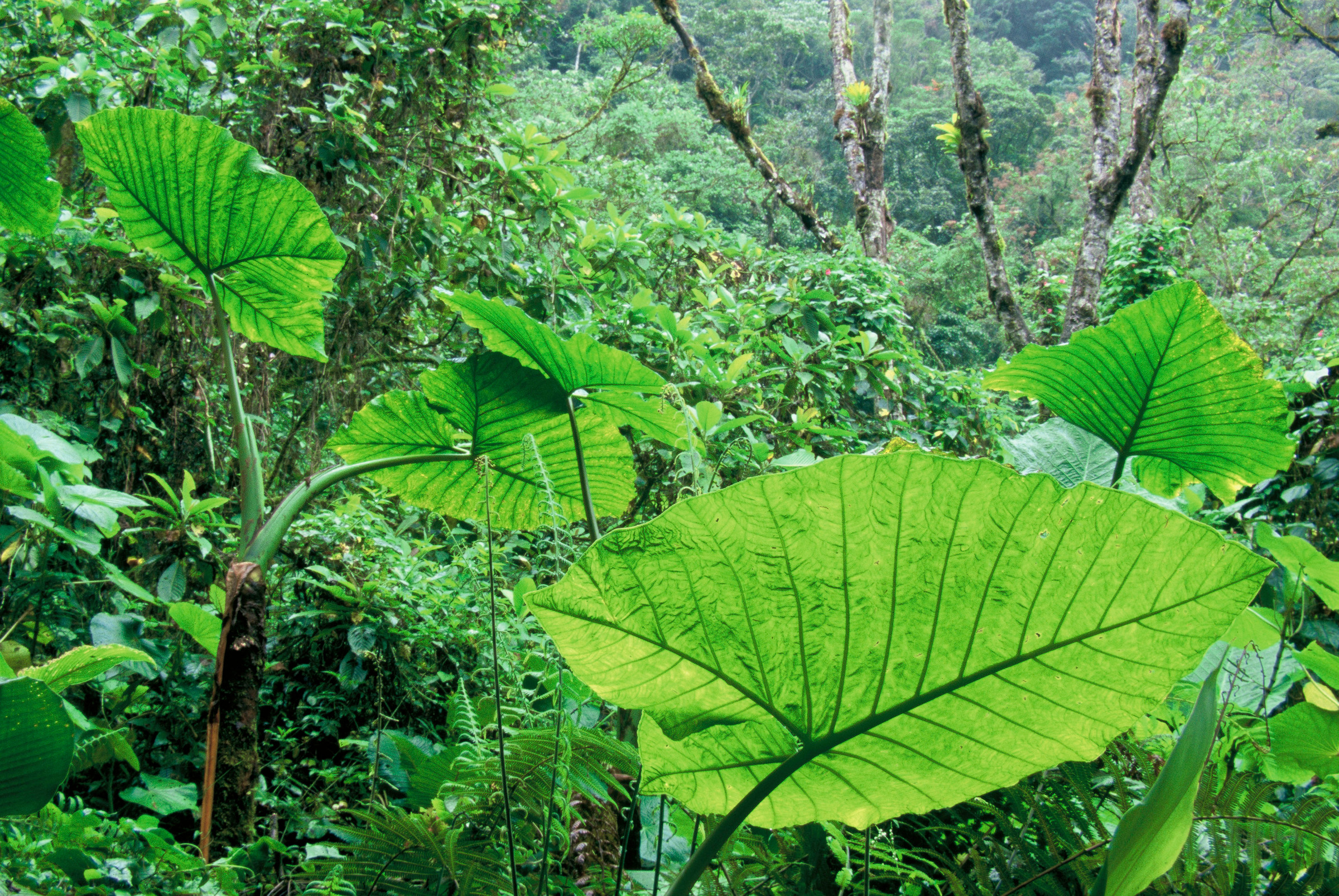 Rainforest dans Orosi Valley. Purisil Private Reserve, San José, Costa Rica.