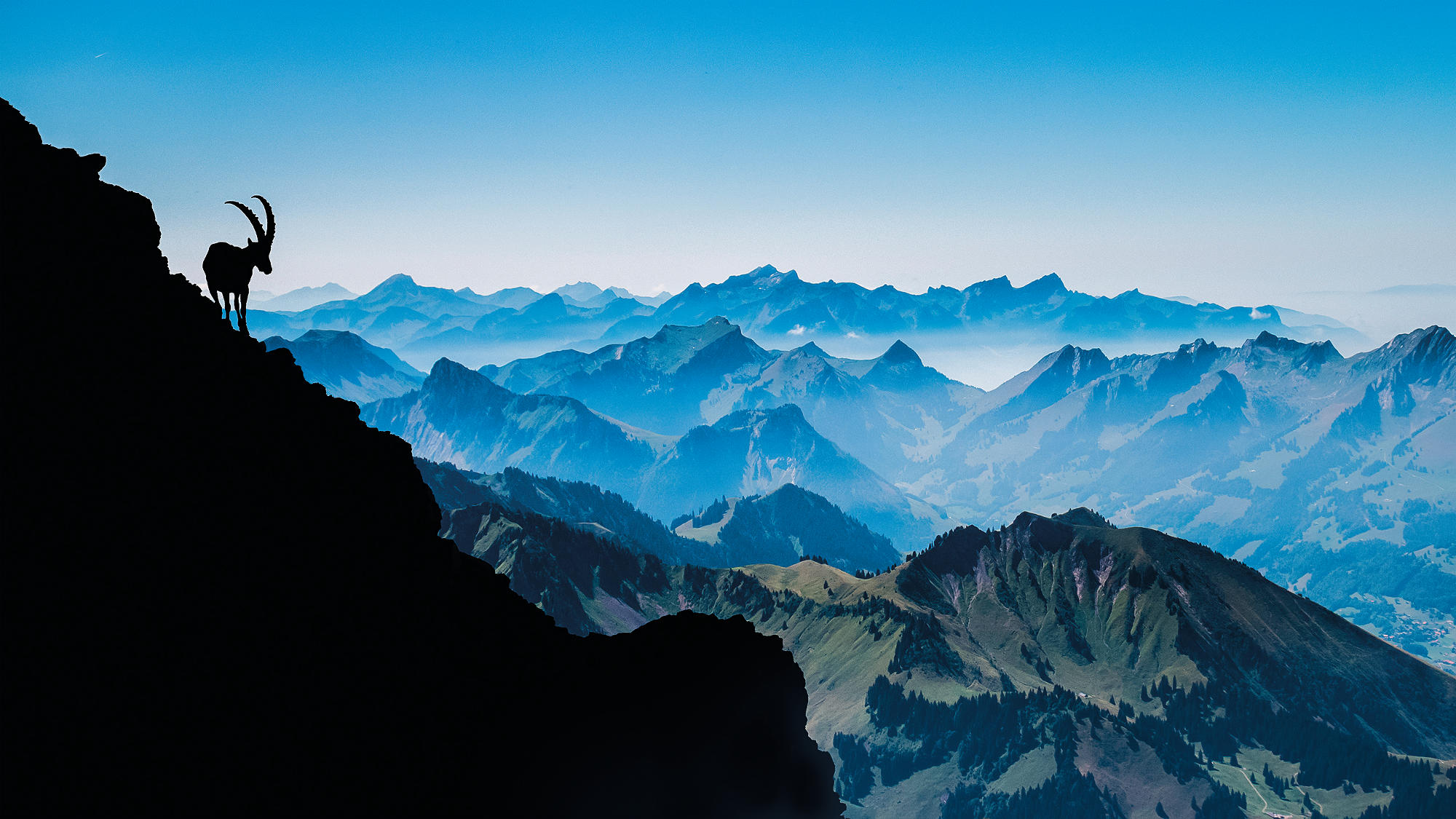 Capricorno sulla montagna Vanill Noir nelle Alpi friburghesi