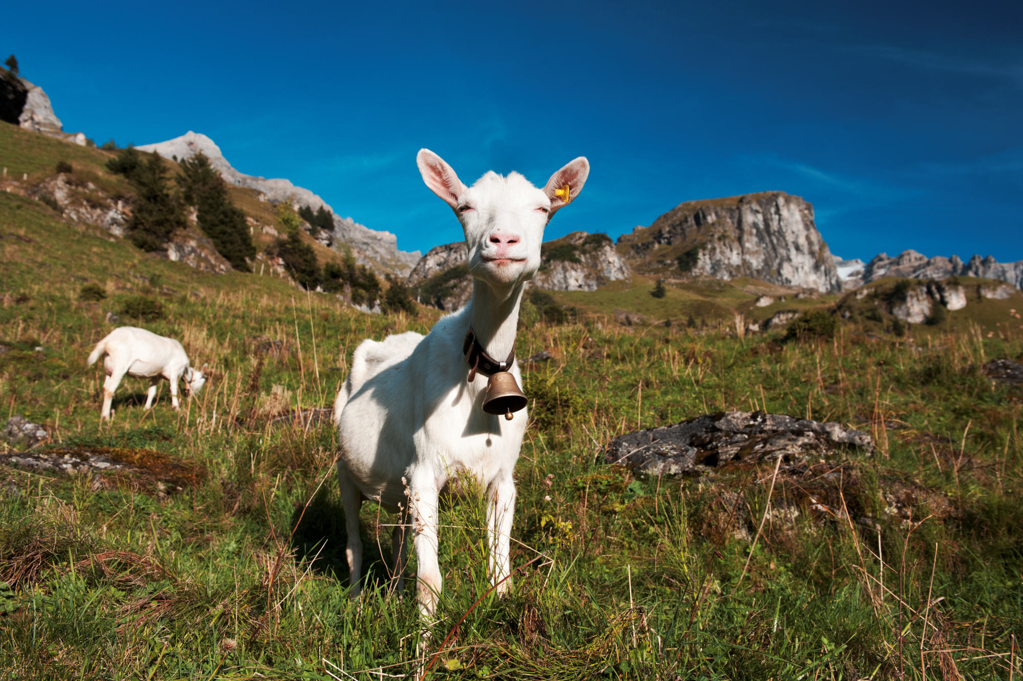 Geissen auf der Griesalp im Berner Oberland, Schweiz