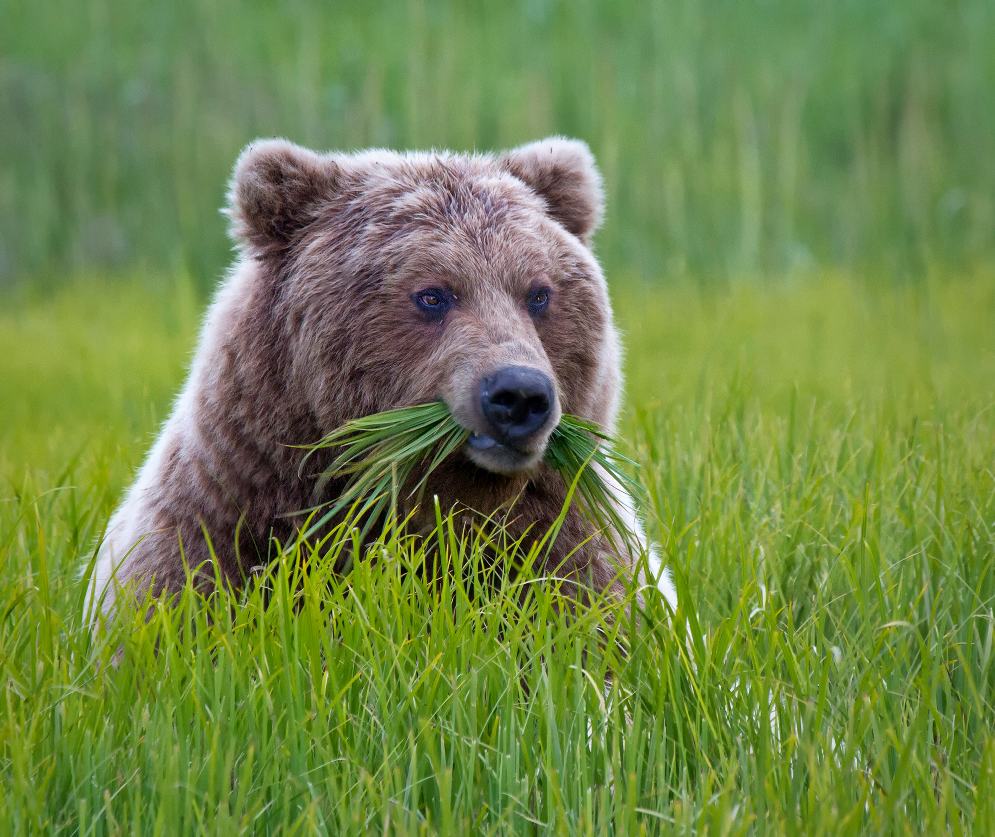 Braunbär (Ursus arctos horribilis) beim Essen im Lake Clark National Park, Alaska, United States