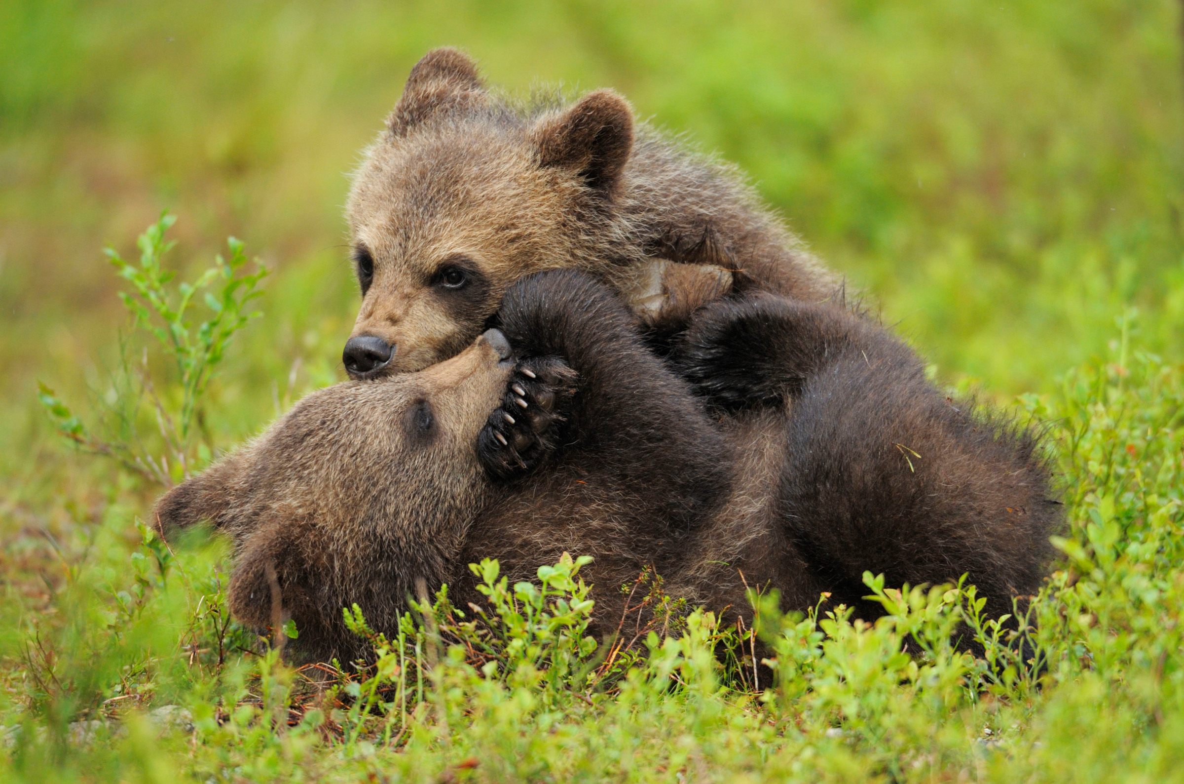 Due giovani di un orso bruno eurasiatico (Ursus arctos) in gioco, Suomussalmi, Finlandia