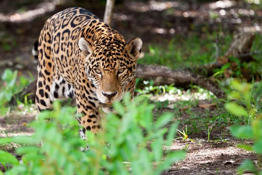 Jaguar si insinua in sé