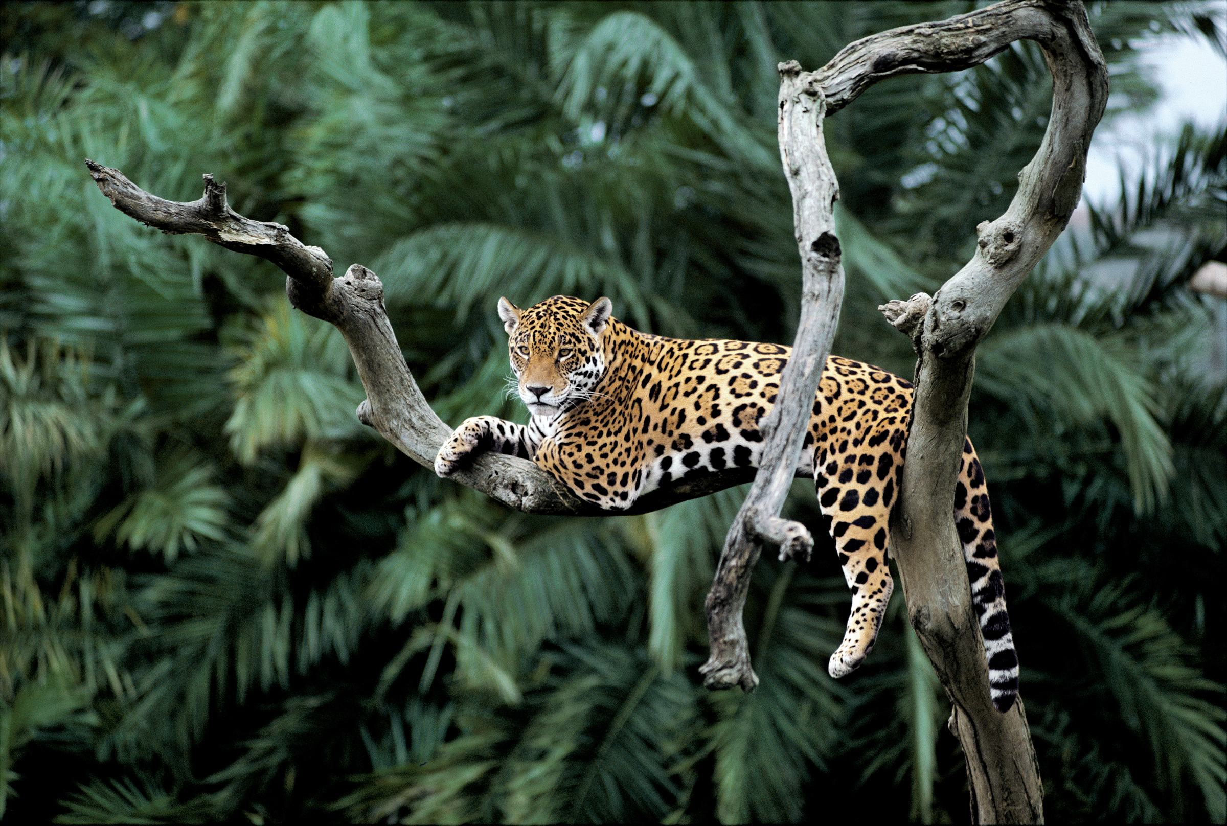 Un jaguar est sur un arbre dans Pantanalgebiet, Brésil