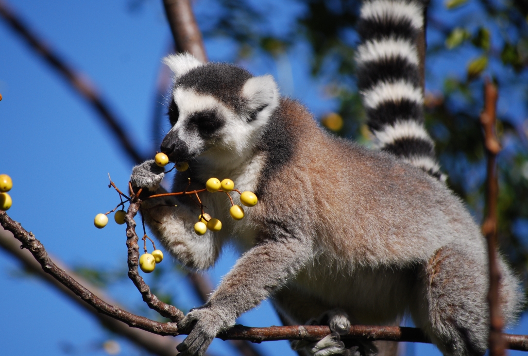 Lemur mange Berry Anja Park, Madagascar