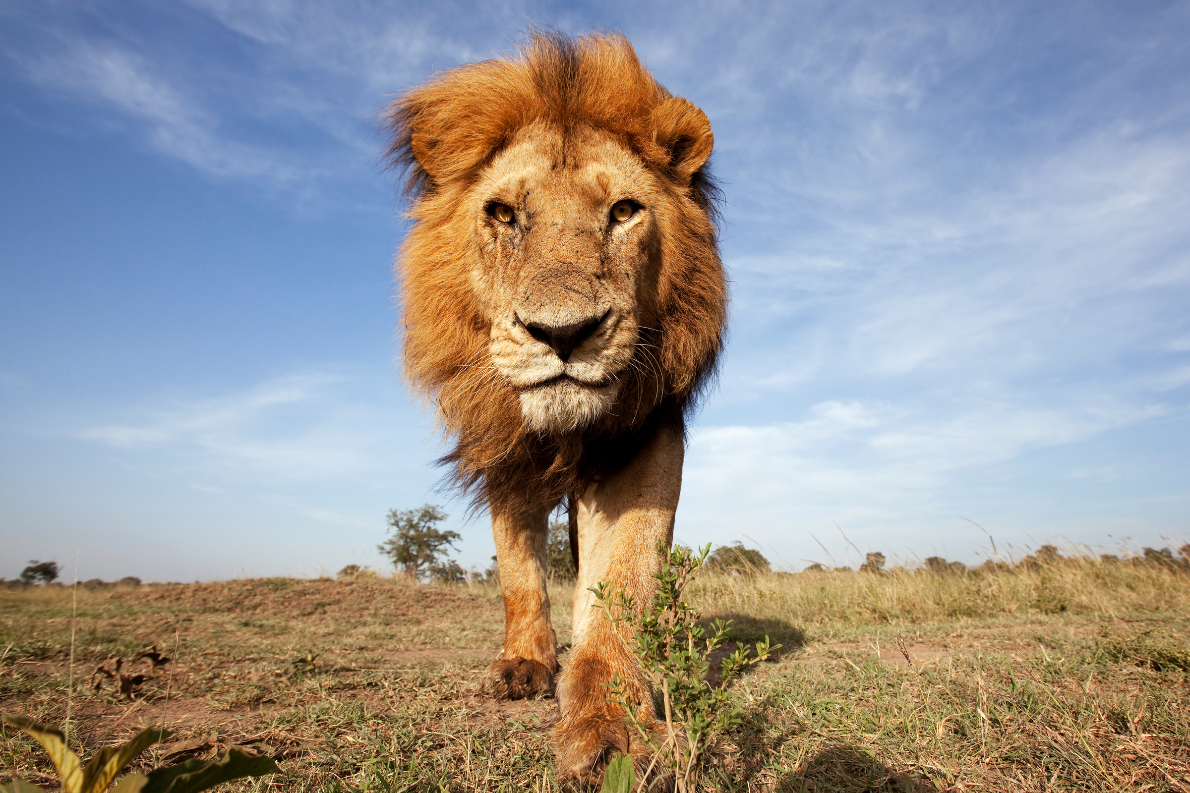 Un leone si avvicina alla macchina fotografica
