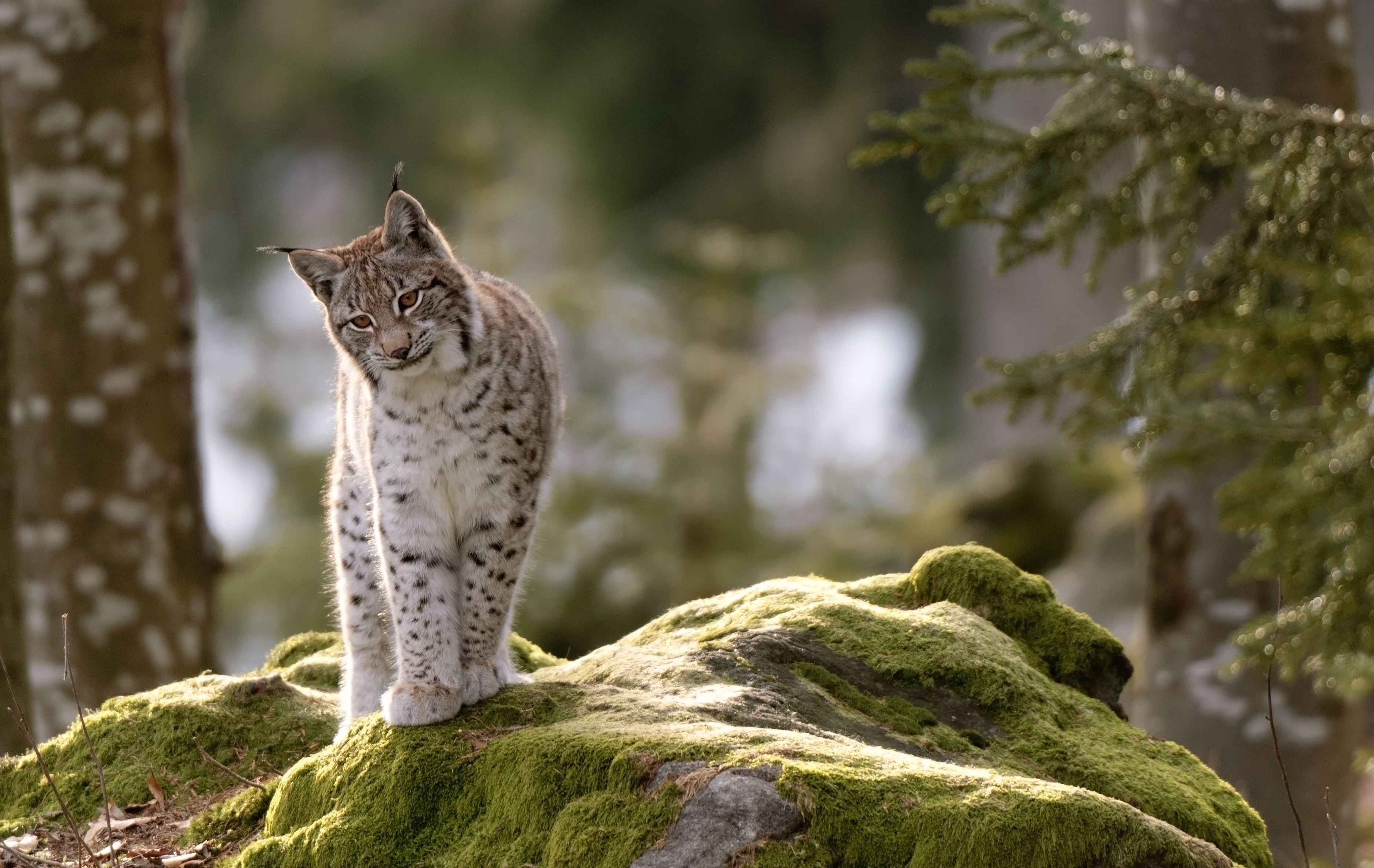 Luchs auf Stein