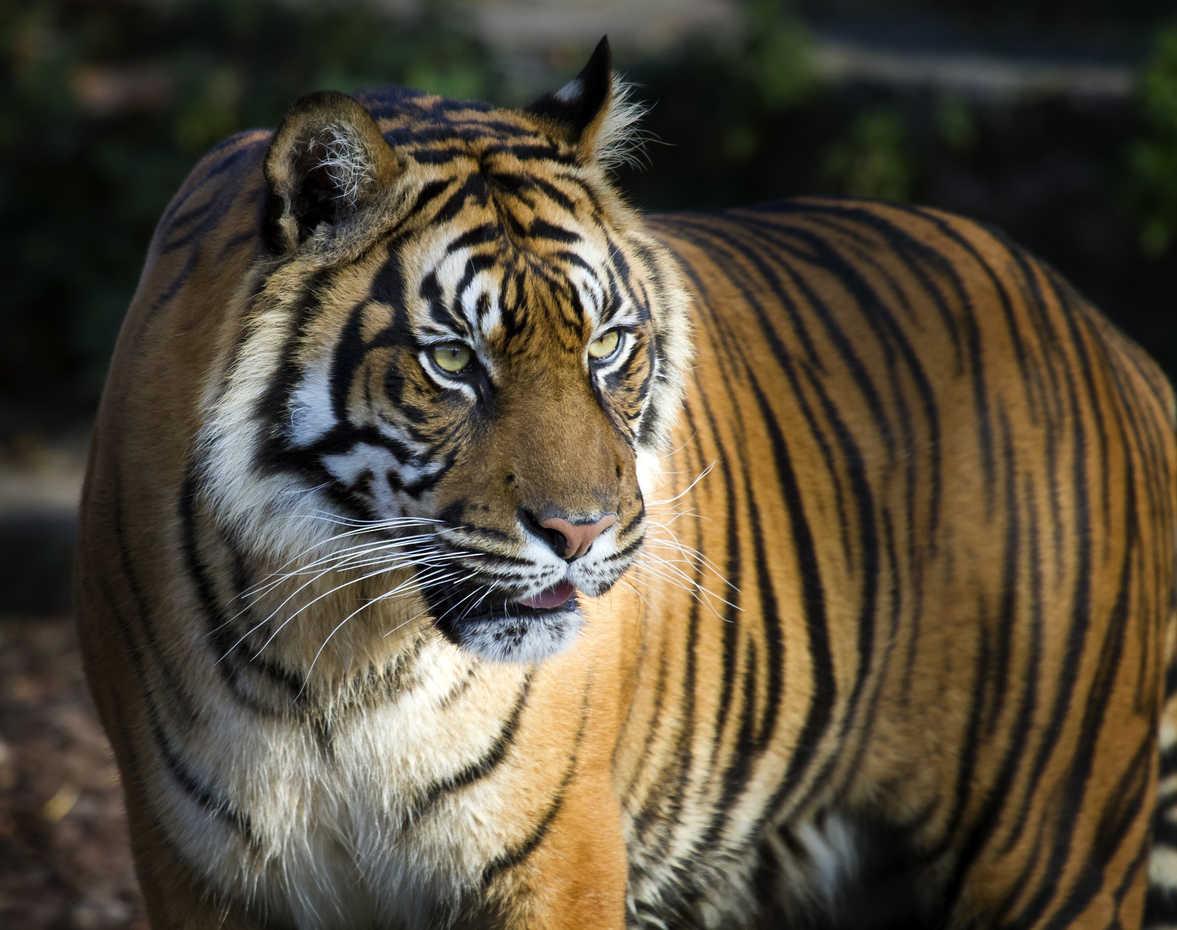 Primo piano di tigre di Sumatra