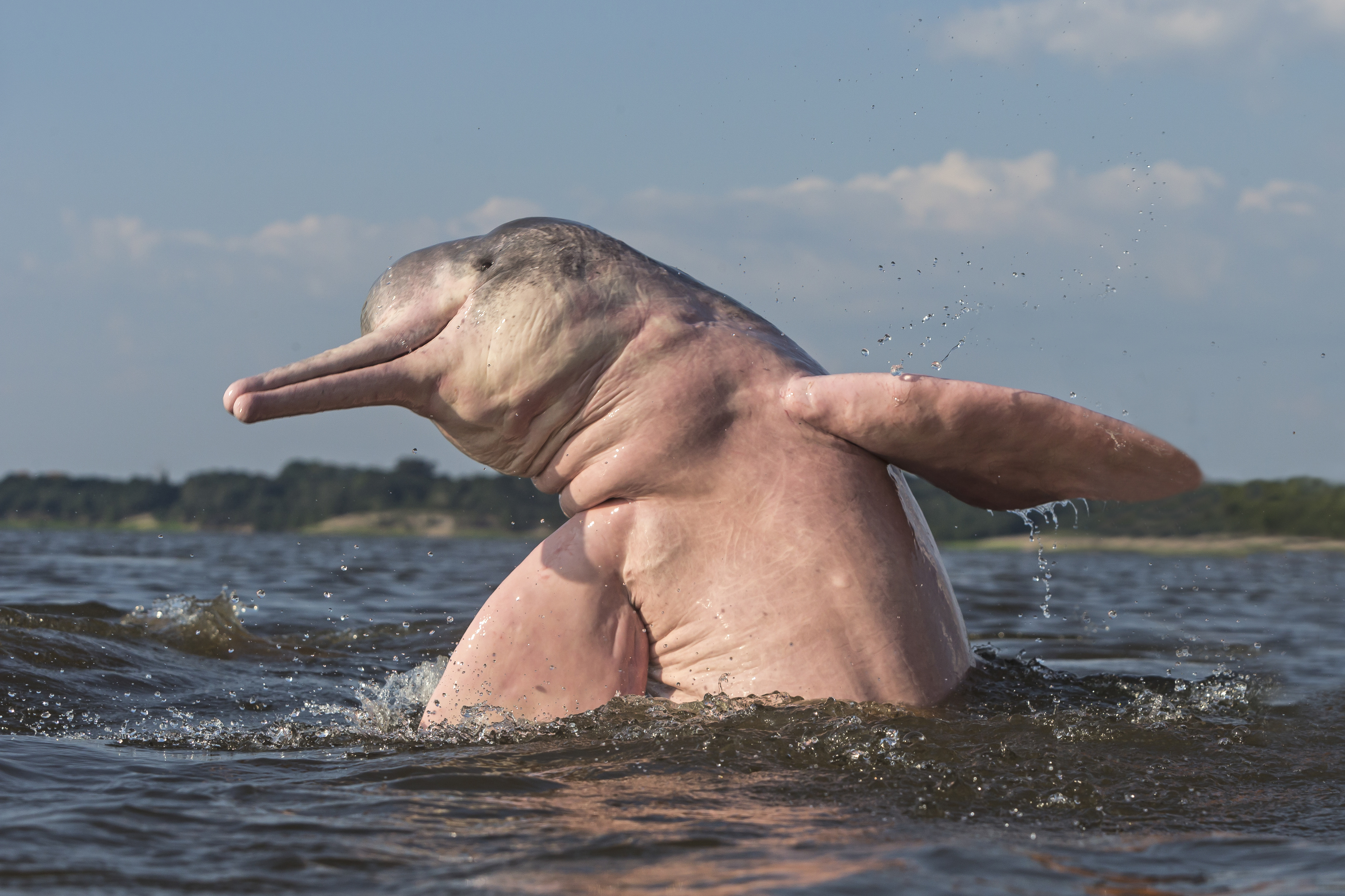delfino di fiume Amazon salta fuori dall'acqua