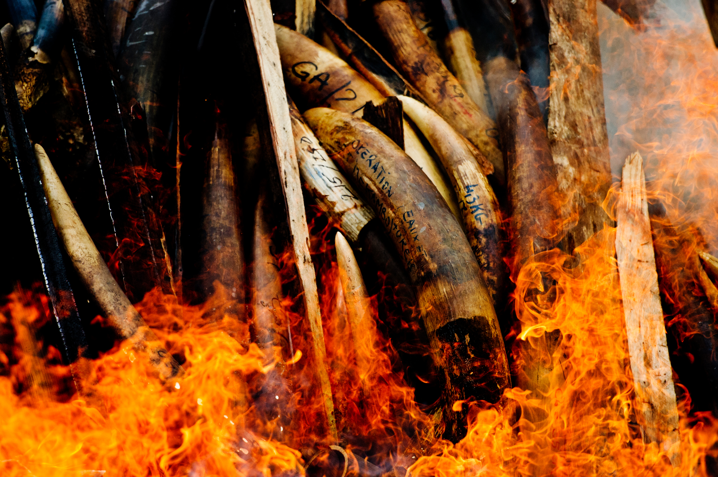 avorio illegalmente camicia viene bruciato, Gabon.