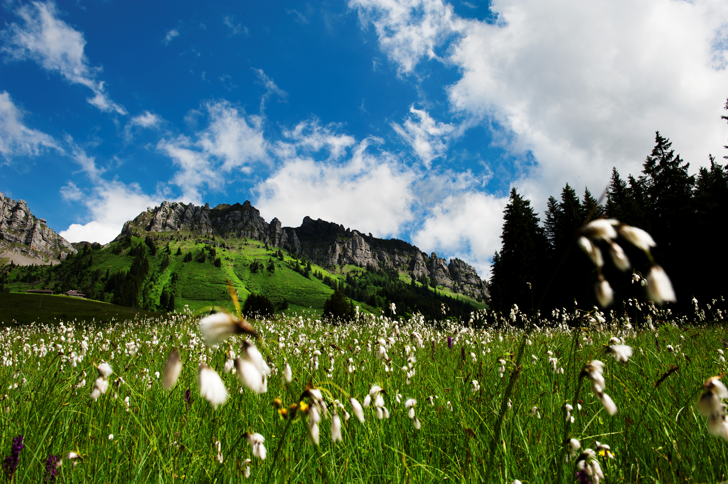 Moorlandschaft, Eriz, Bern, Switzerland