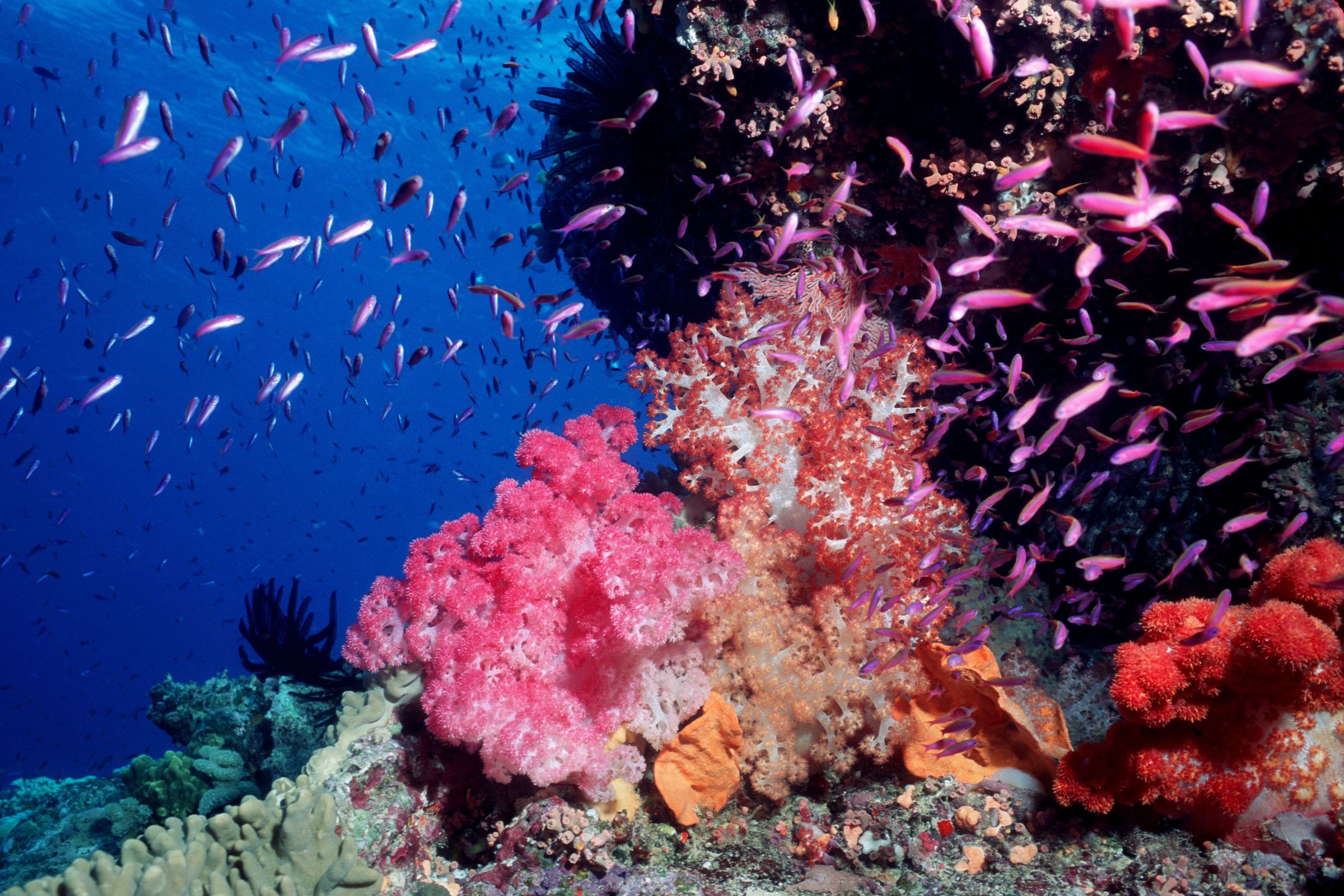corail rose doux avec du poisson, la Grande barrière de corail, en Australie