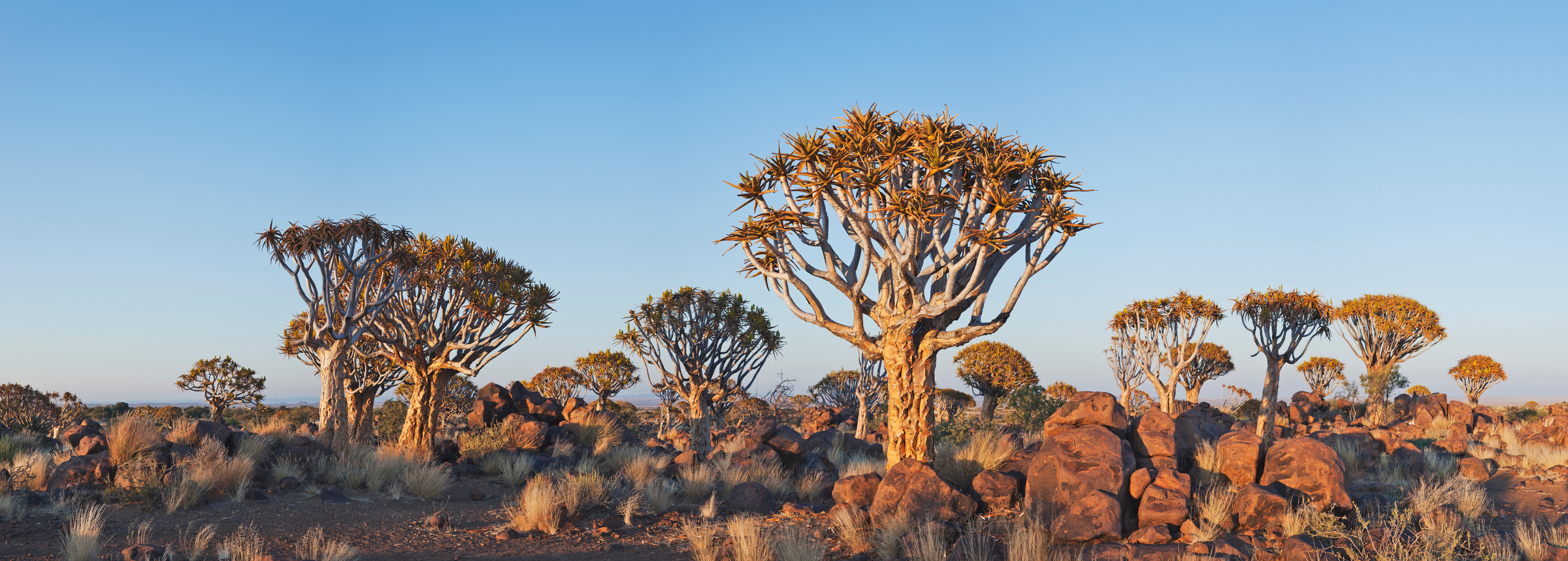 Alberi faretra nella parte meridionale della Namibia