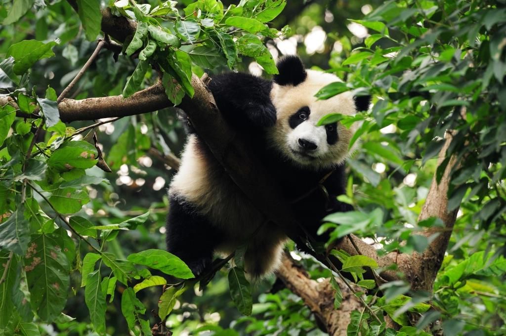 Panda sur l'arbre